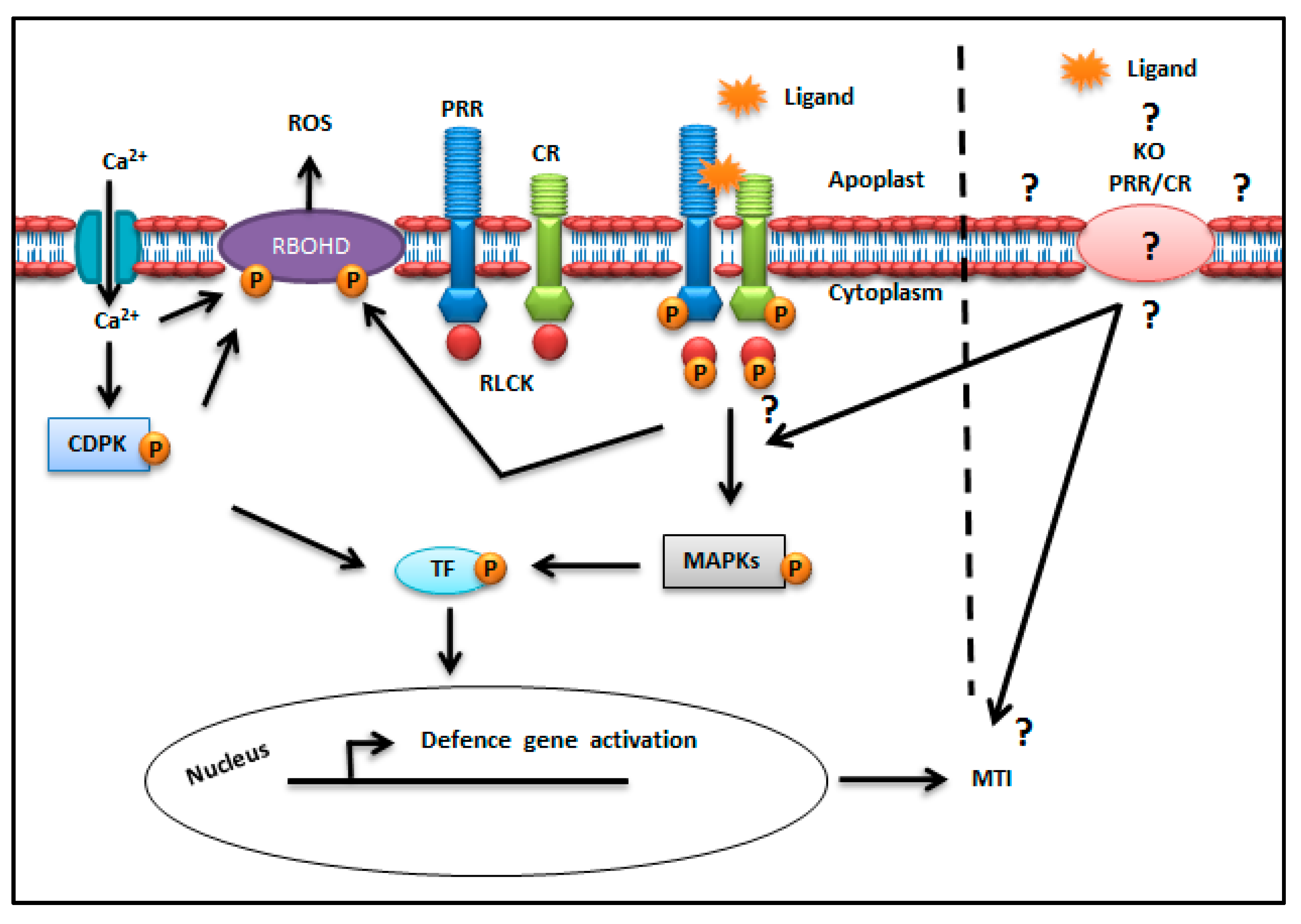 Ijms 21 02540 g001 Ijms 21 02540 g001
