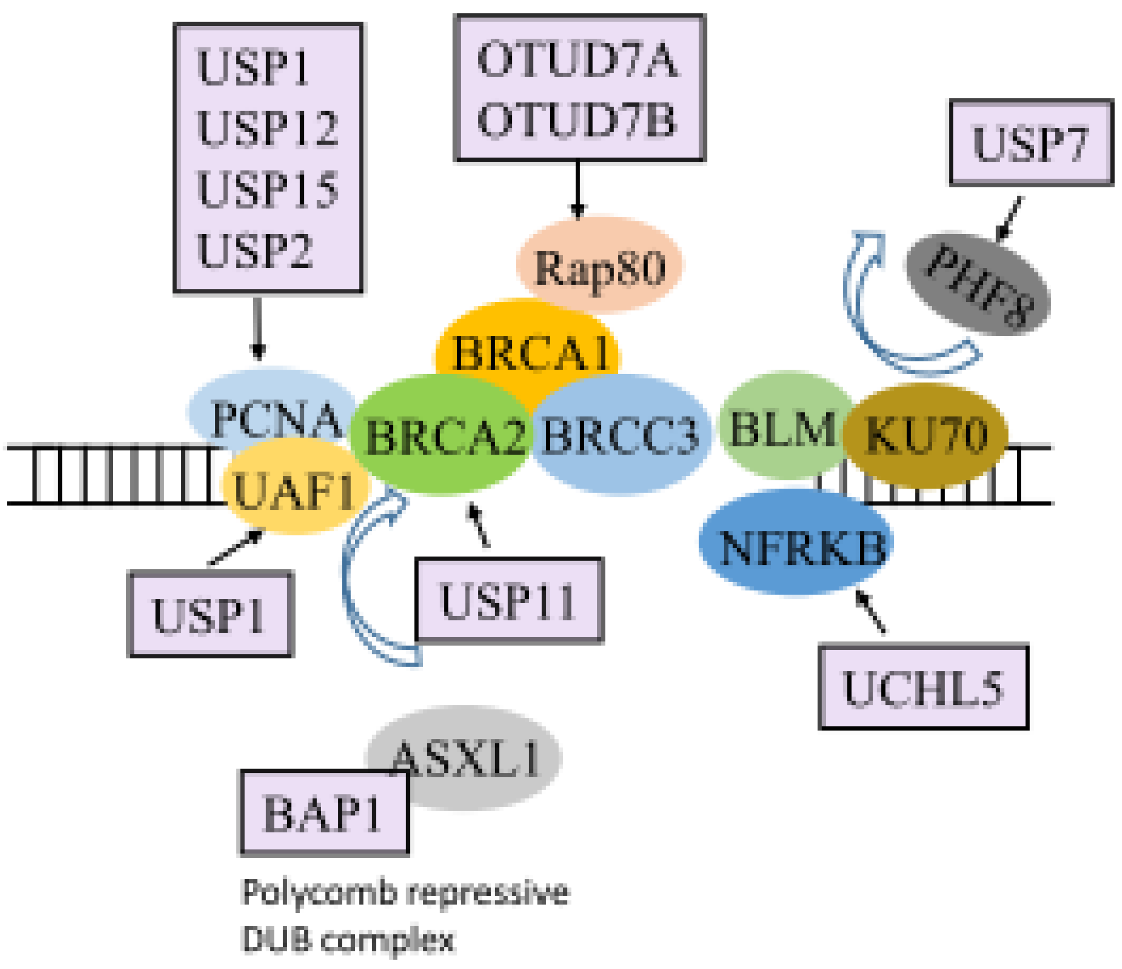 Ijms 21 02548 g003 Ijms 21 02548 g003