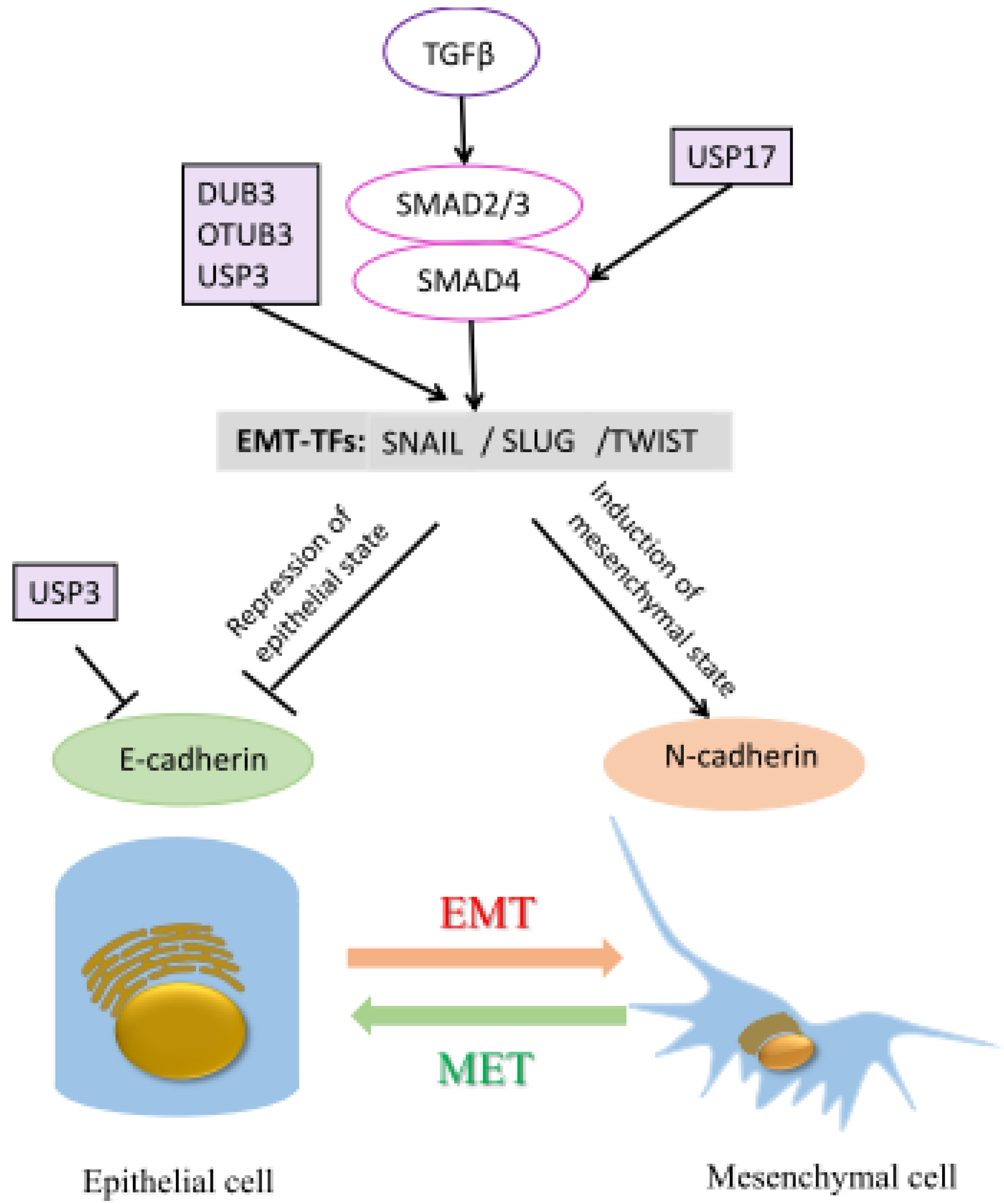 Ijms 21 02548 g004 Ijms 21 02548 g004