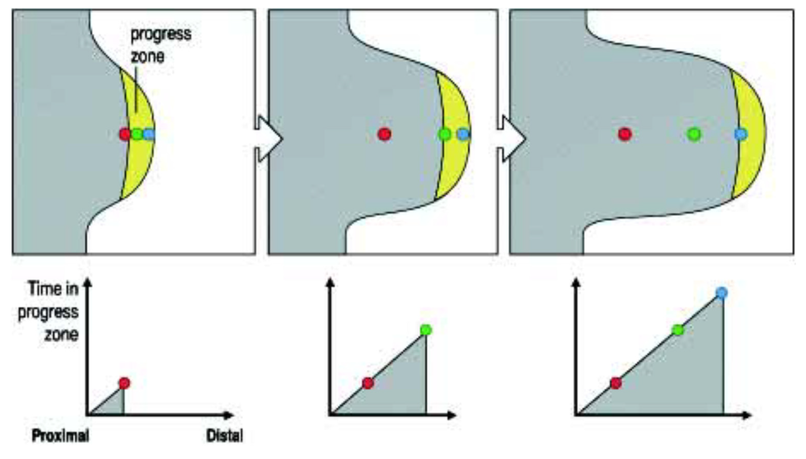 Ijms 21 02552 g001 Ijms 21 02552 g001