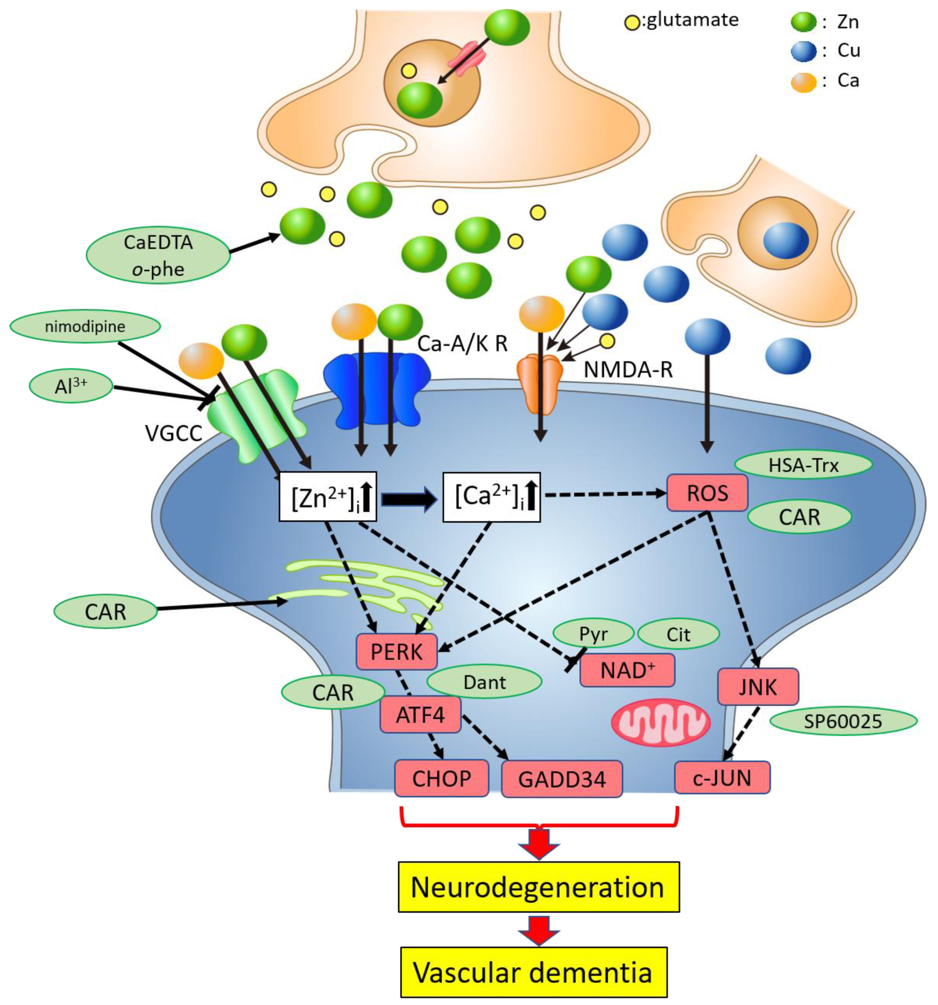 Carnosine as a Possible Drug for Zinc-Induced Neurotoxicity