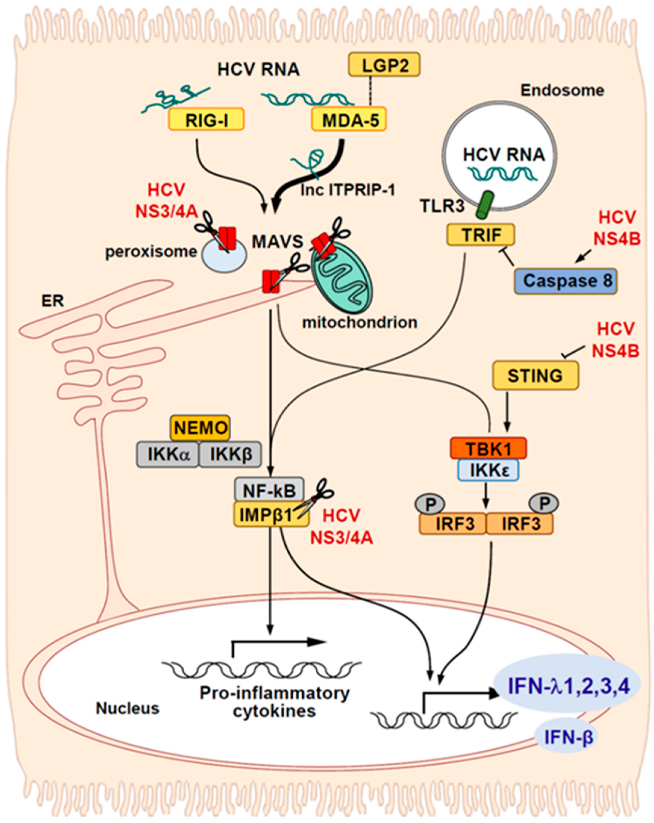 Ijms 21 02583 g001 Ijms 21 02583 g001
