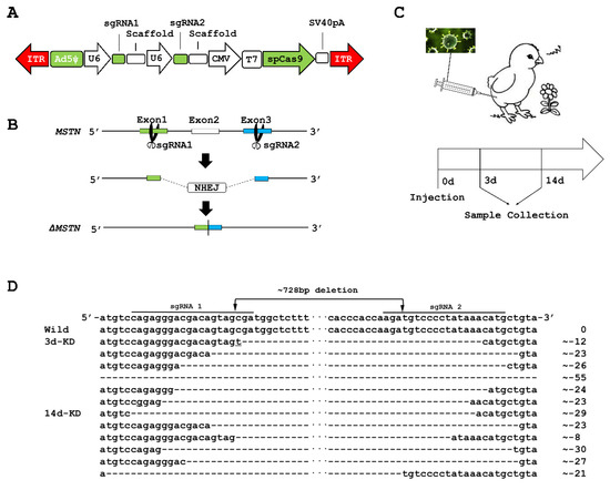 すぐったレディース福袋 by Knockout Gene MSTN Effective AdV-Delivered in CRISPR/Cas9 ダーツ