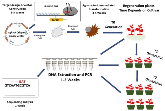 Conventional and Molecular Techniques from Simple Breeding to Speed ...