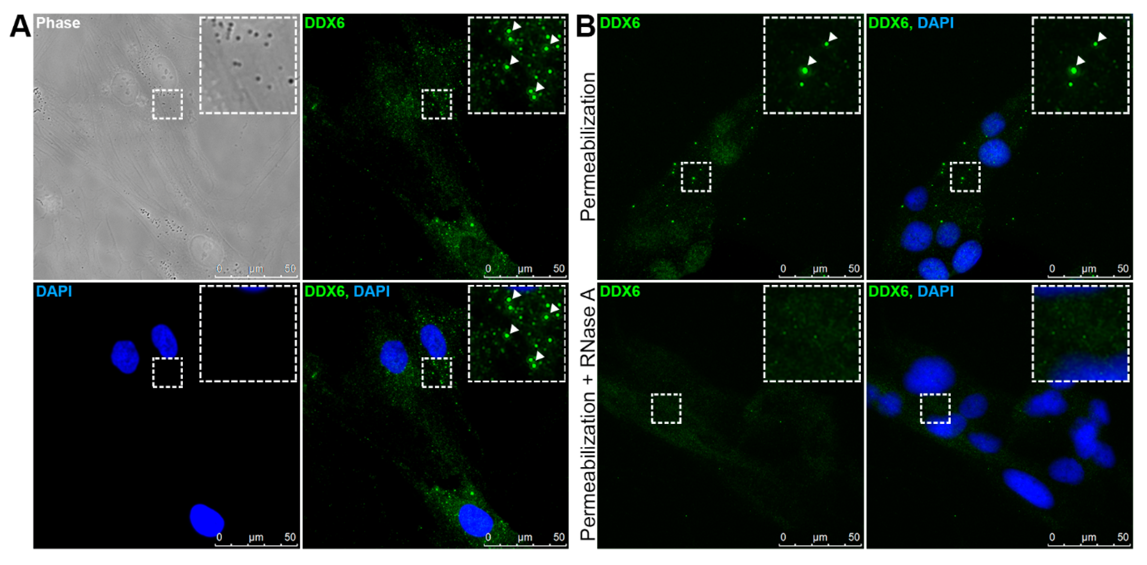 Ijms 21 02607 g001 Ijms 21 02607 g001