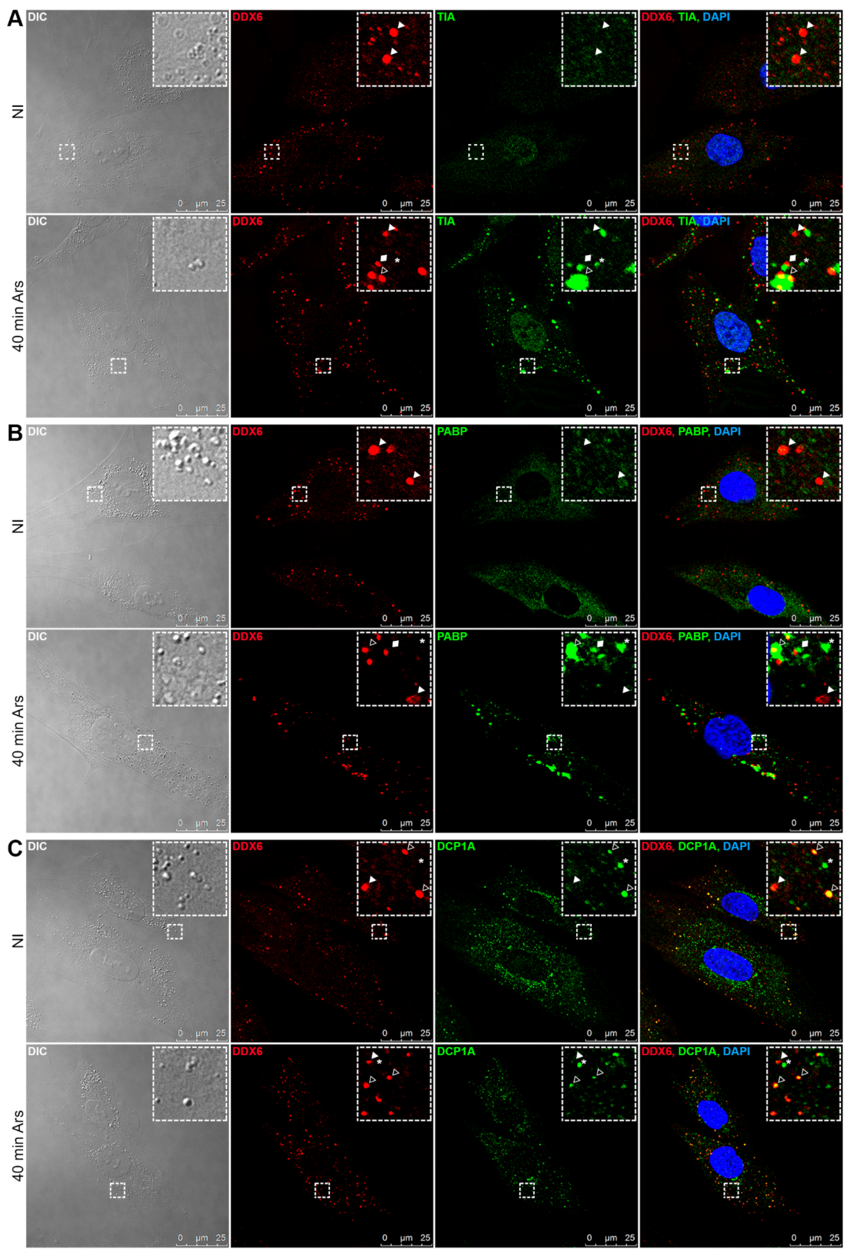 Ijms 21 02607 g002 Ijms 21 02607 g002