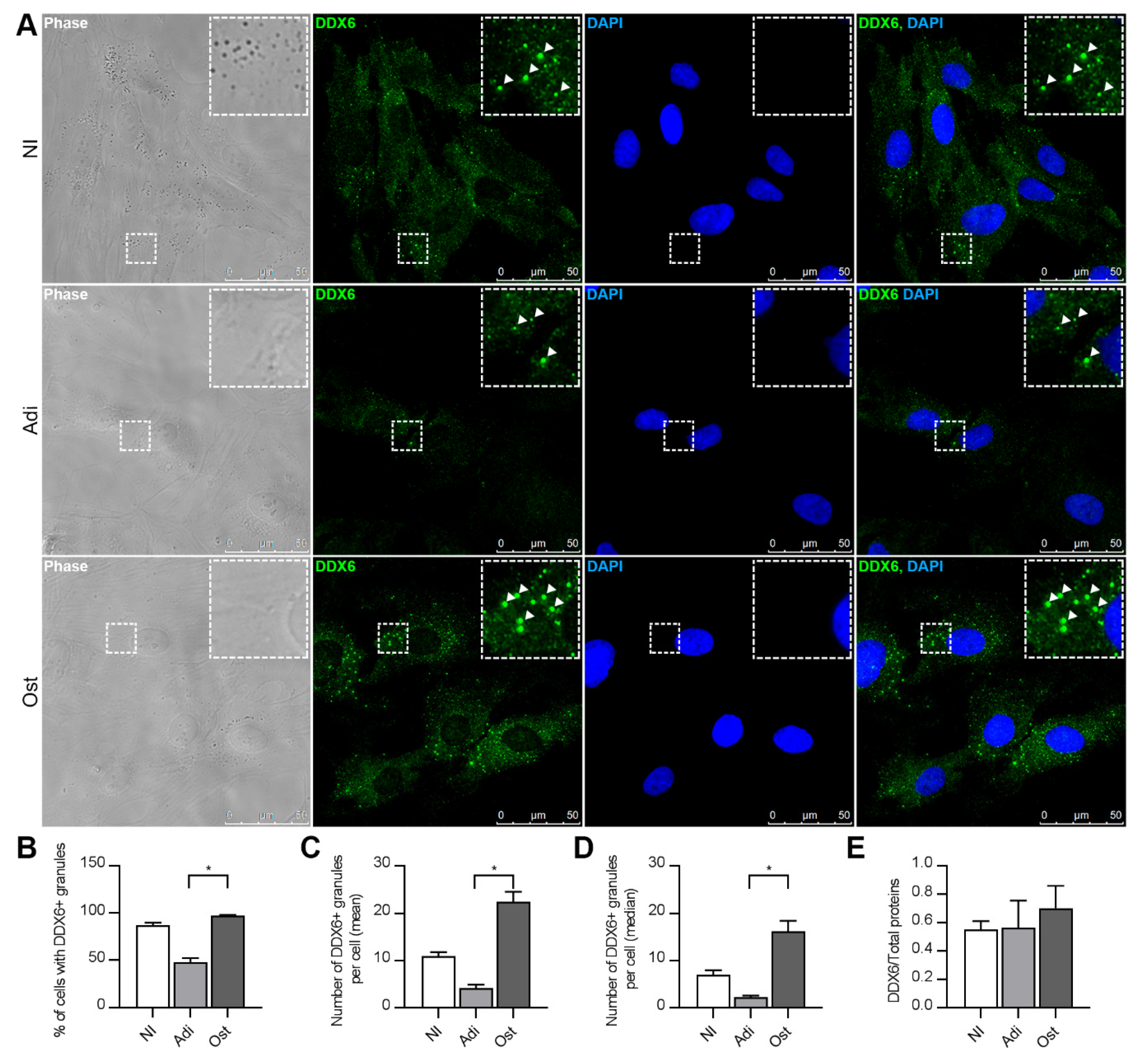 Ijms 21 02607 g004 Ijms 21 02607 g004