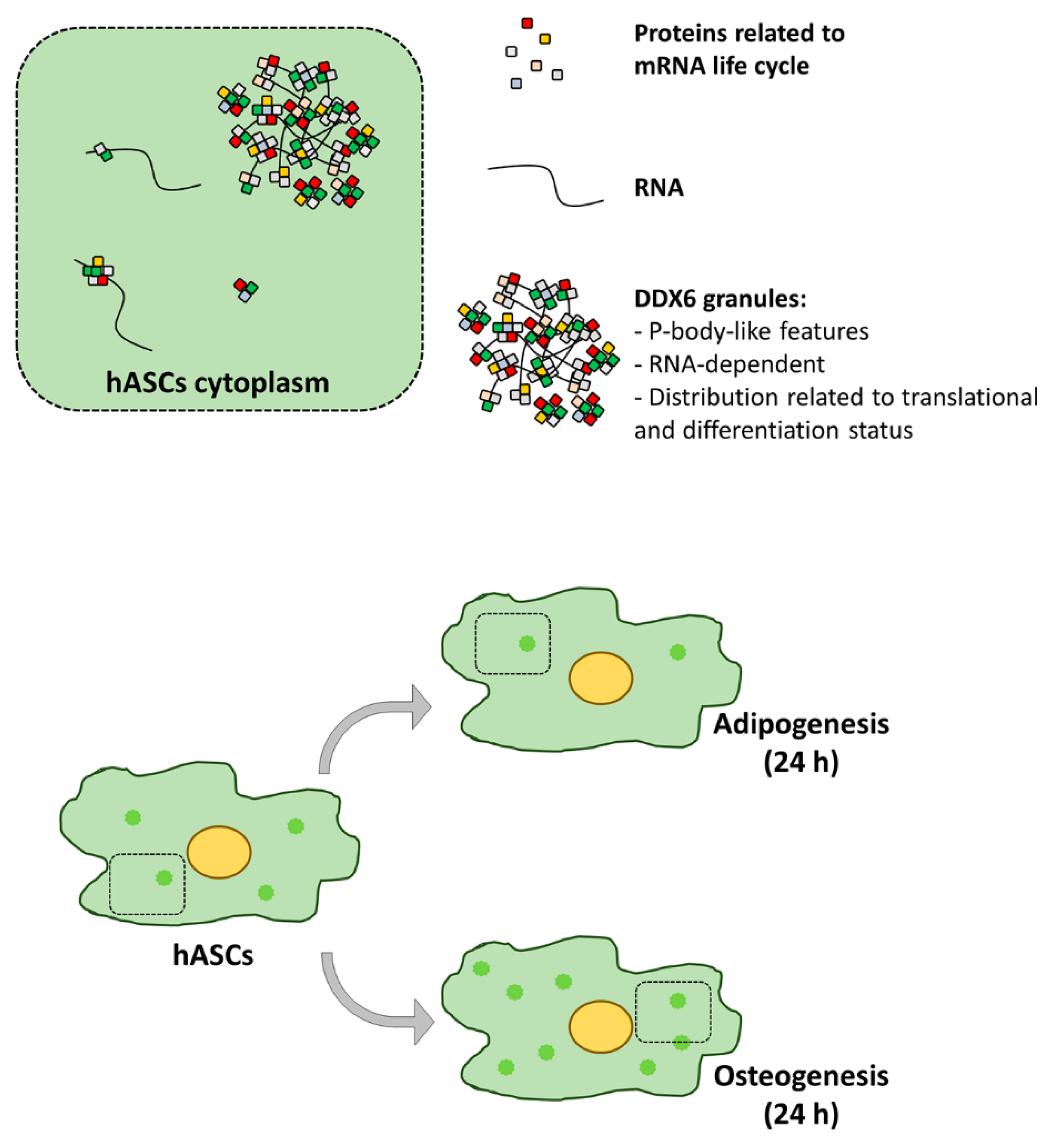 Ijms 21 02607 g007 Ijms 21 02607 g007