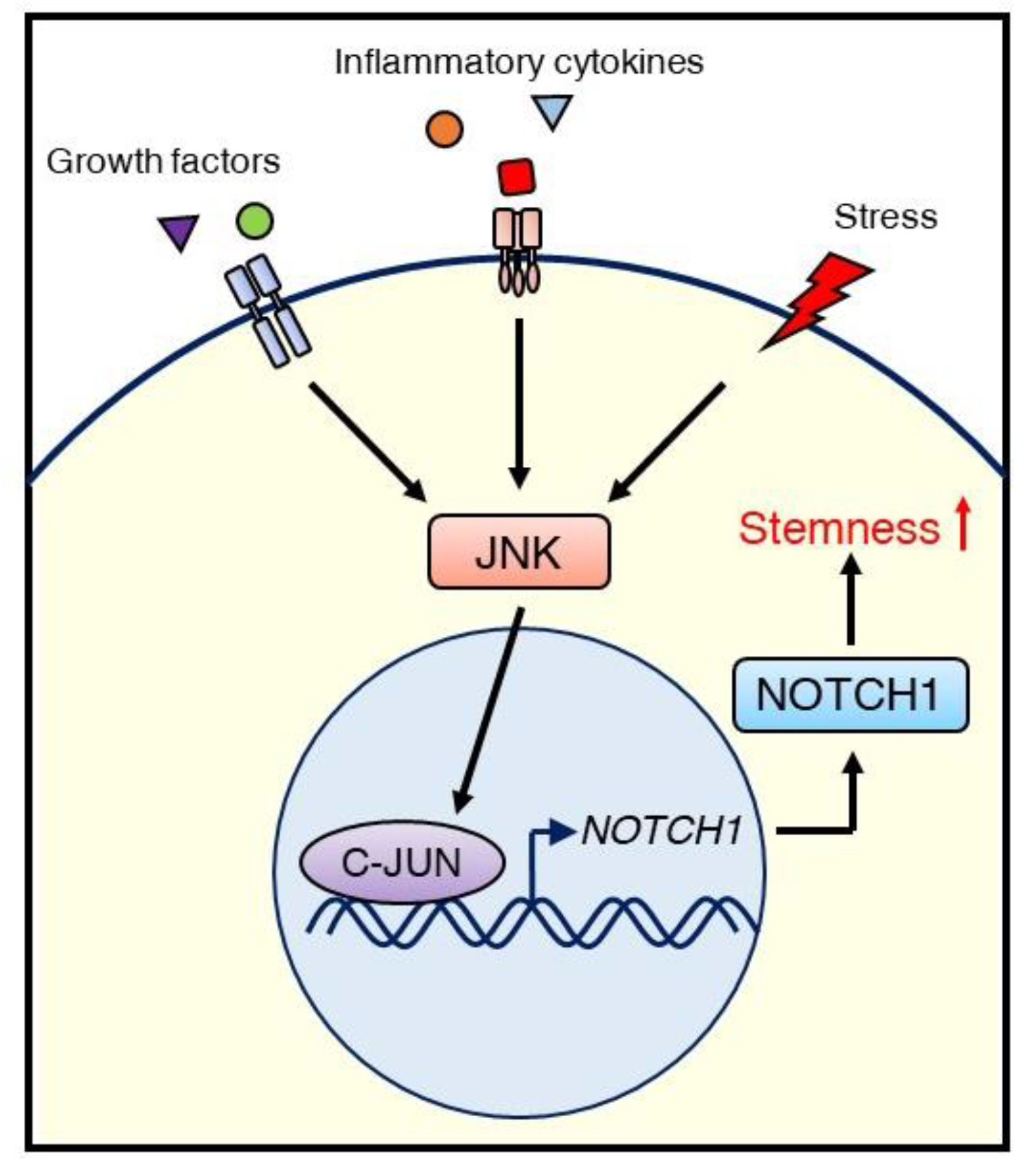 jnk1 regulate jun protein turnover
