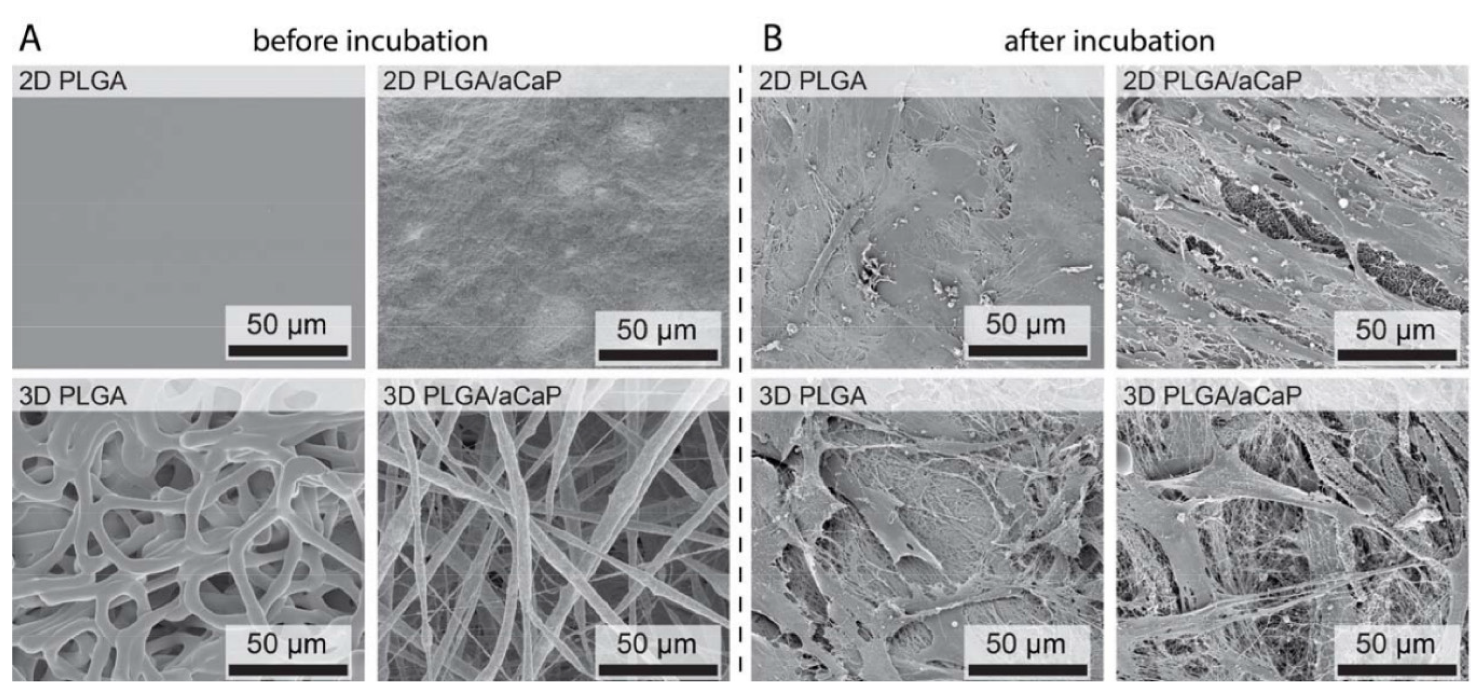 Ijms 21 02627 g002 Ijms 21 02627 g002