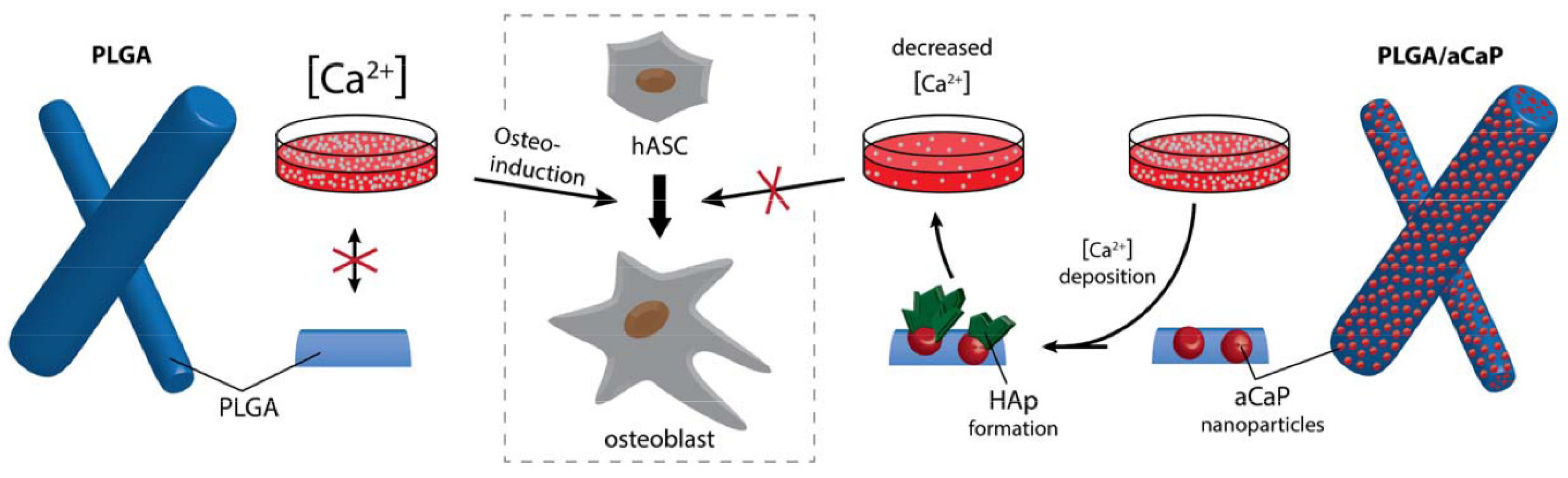 Ijms 21 02627 g006 Ijms 21 02627 g006
