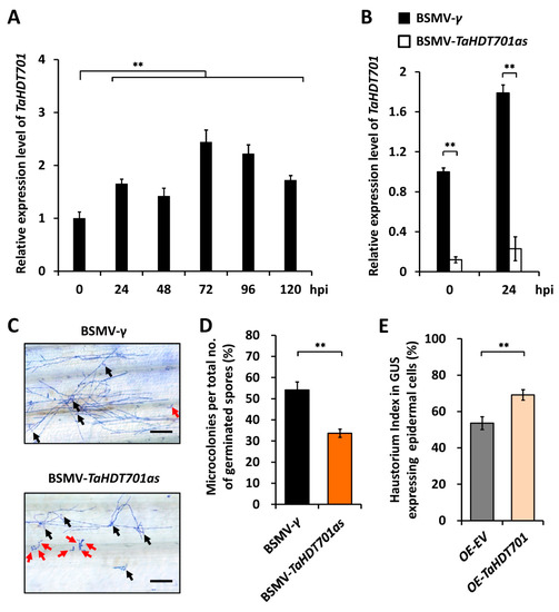 ijms free full text histone deacetylase tahdt701 functions in tahda6 tahos15 complex to regulate wheat defense responses to blumeria graminis f sp tritici html