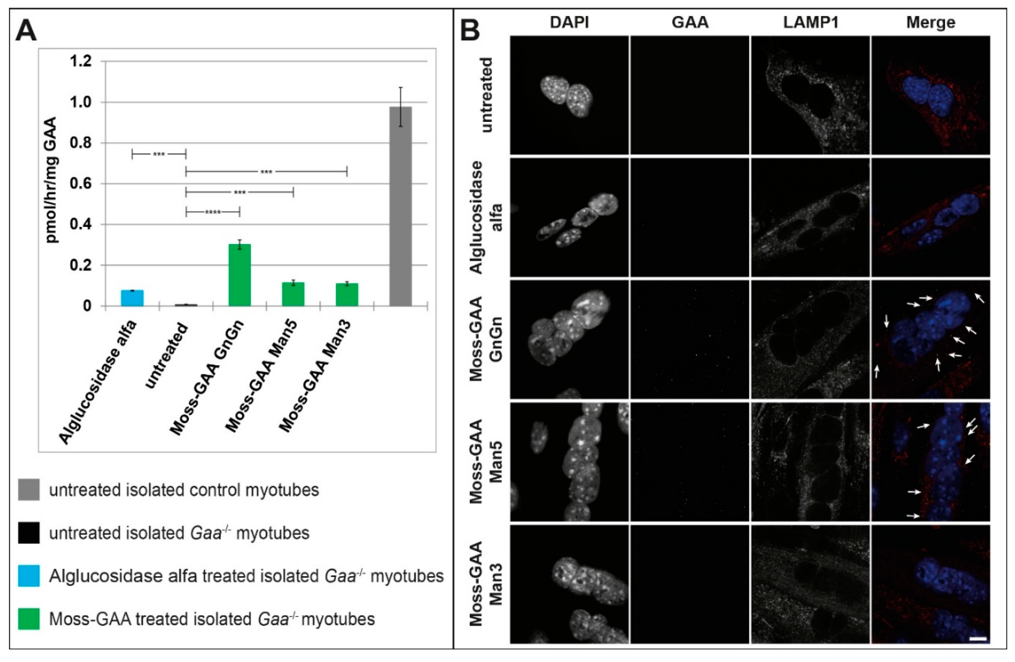 Ijms 21 02642 g003 Ijms 21 02642 g003