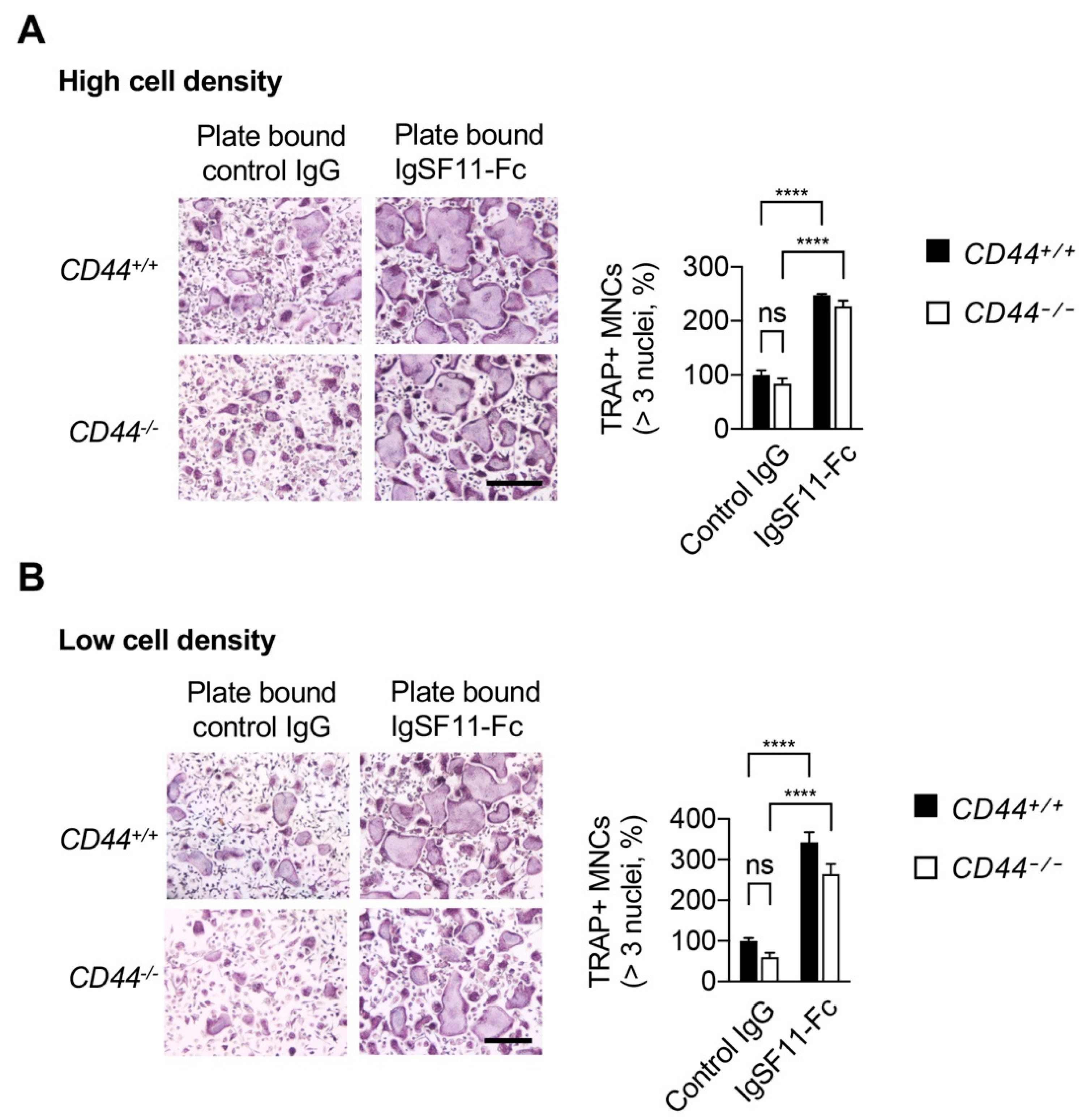 Ijms 21 02646 g003 Ijms 21 02646 g003