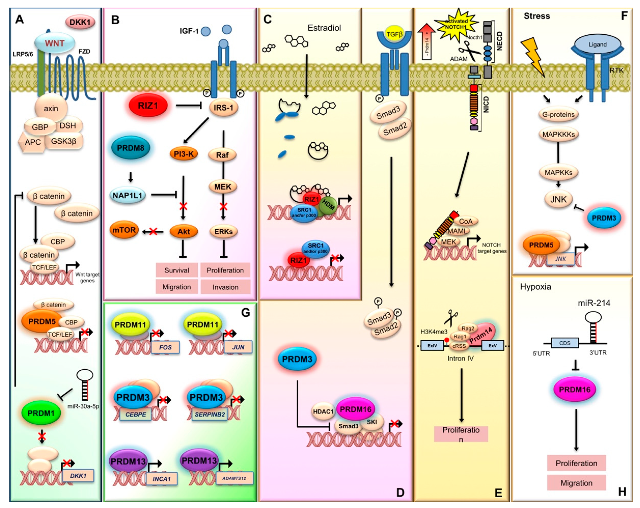 Ijms 21 02648 g003 Ijms 21 02648 g003