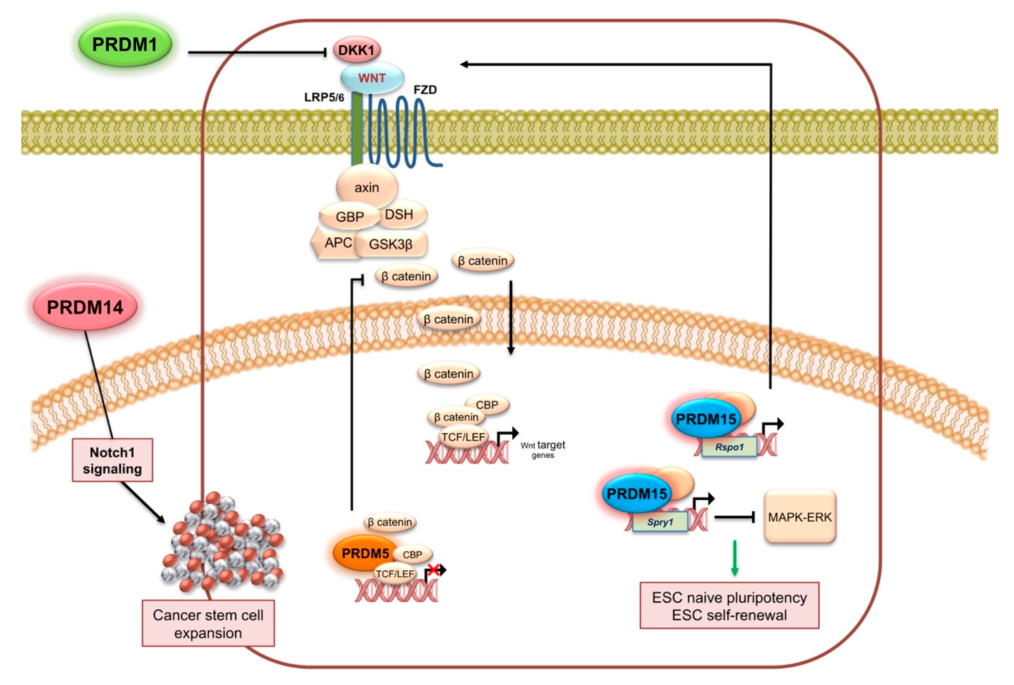 Ijms 21 02648 g005 Ijms 21 02648 g005