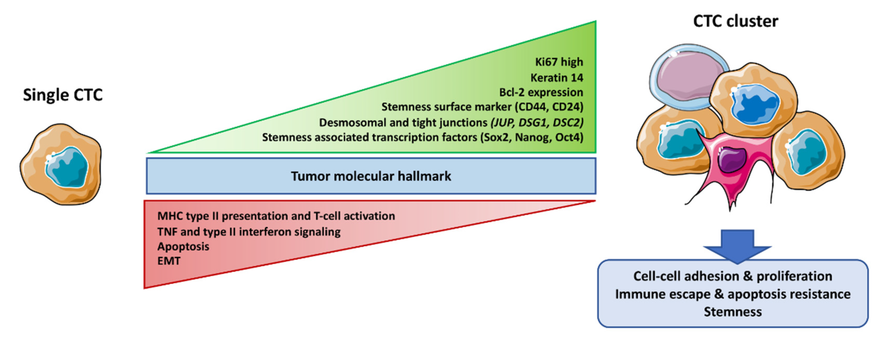 IJMS Free FullText Circulating Tumor Cell Clusters United We