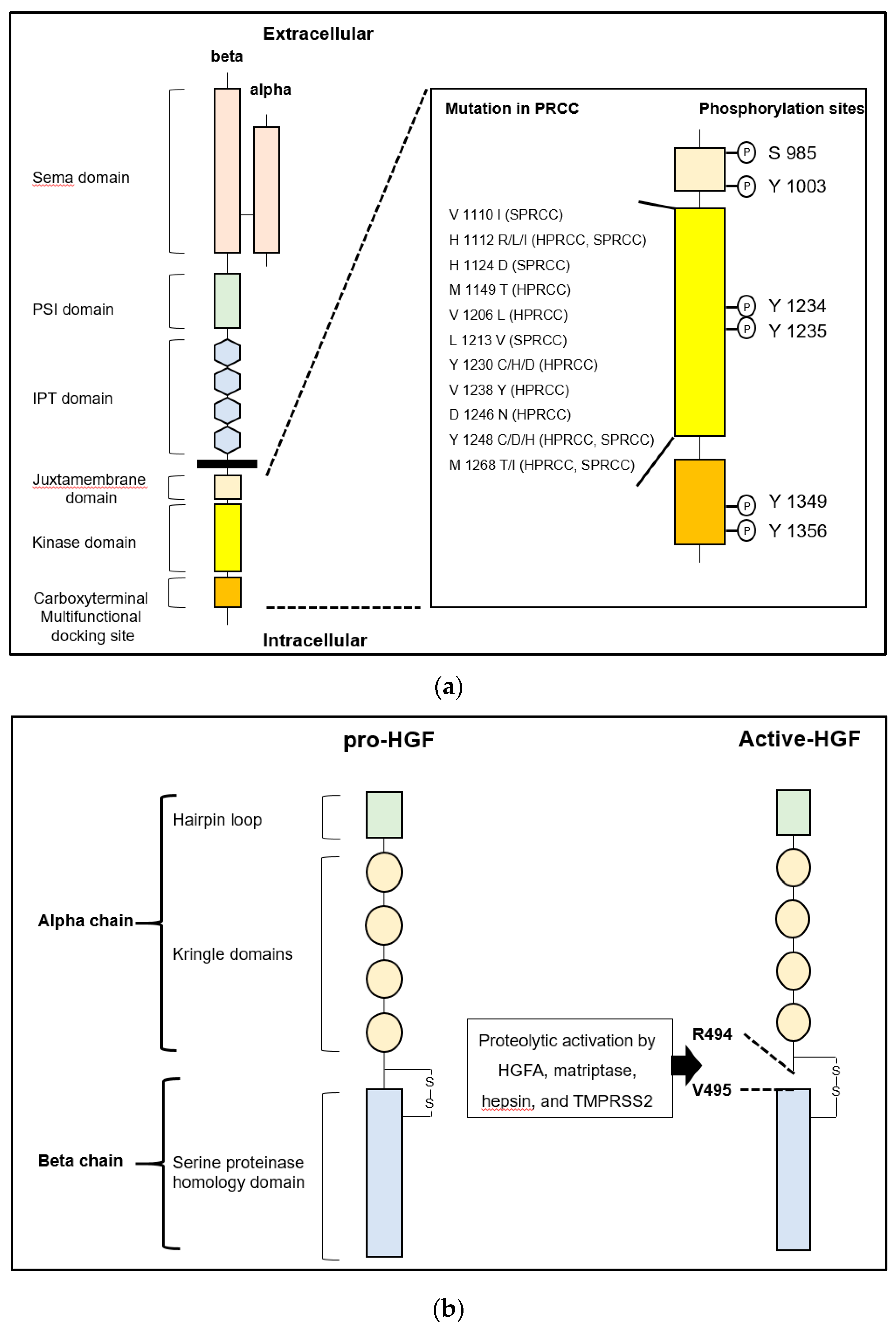 Ijms 21 02663 g001 Ijms 21 02663 g001