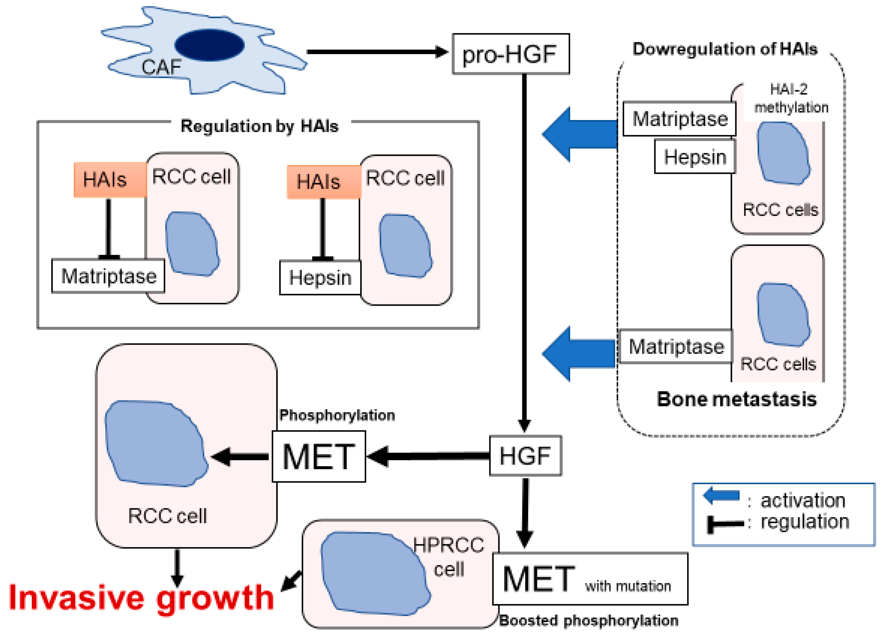 Ijms 21 02663 g005 Ijms 21 02663 g005