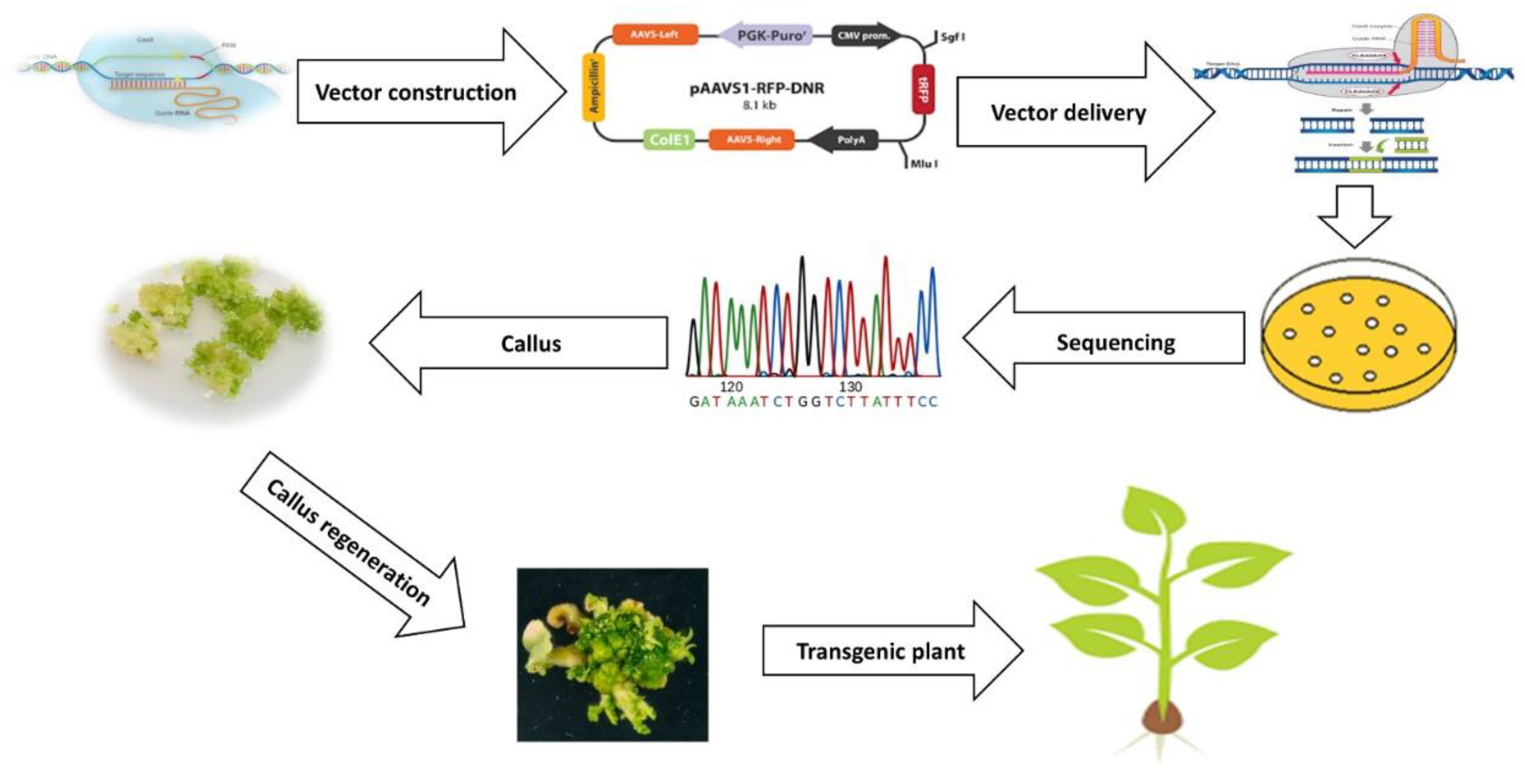 IJMS | Free Full-Text | Transgenic Breeding Approaches for Improving Abiotic Stress Tolerance: Recent Progress and Future Perspectives IJMS | Free Full-Text | Transgenic Breeding Approaches for Improving Abiotic Stress Tolerance: Recent Progress and Future Perspectives