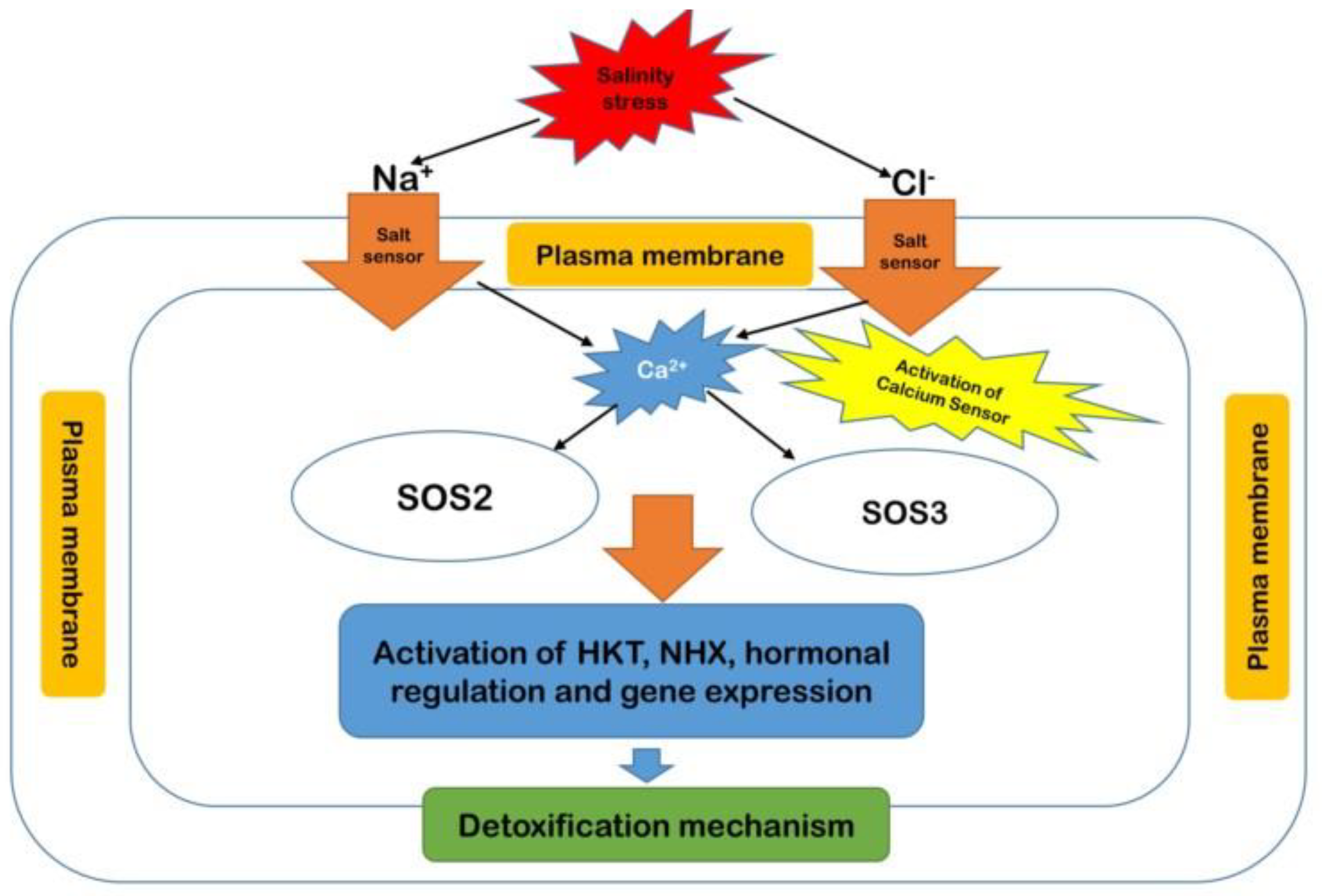 Ijms 21 02695 g008 Ijms 21 02695 g008