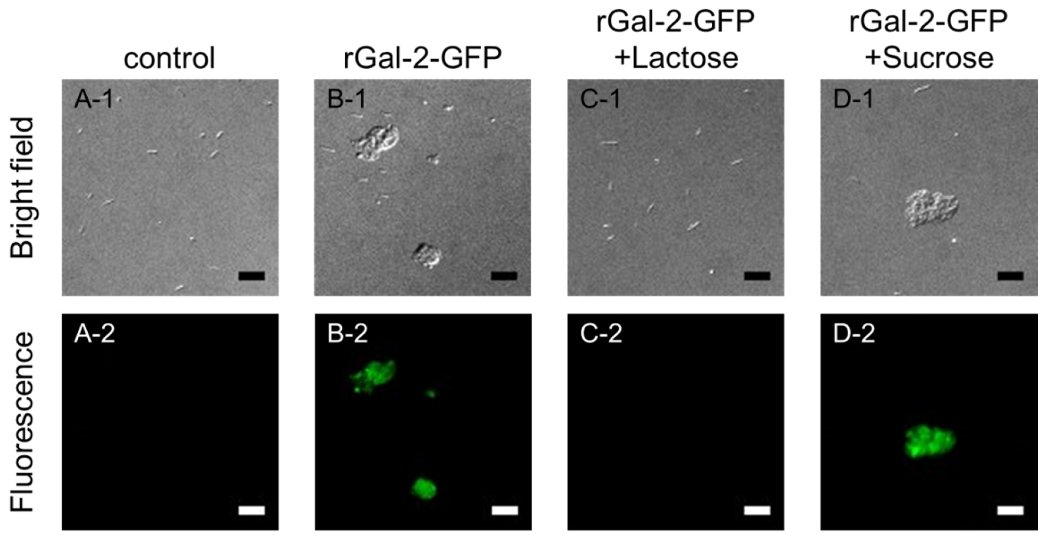 Ijms 21 02697 g003 Ijms 21 02697 g003