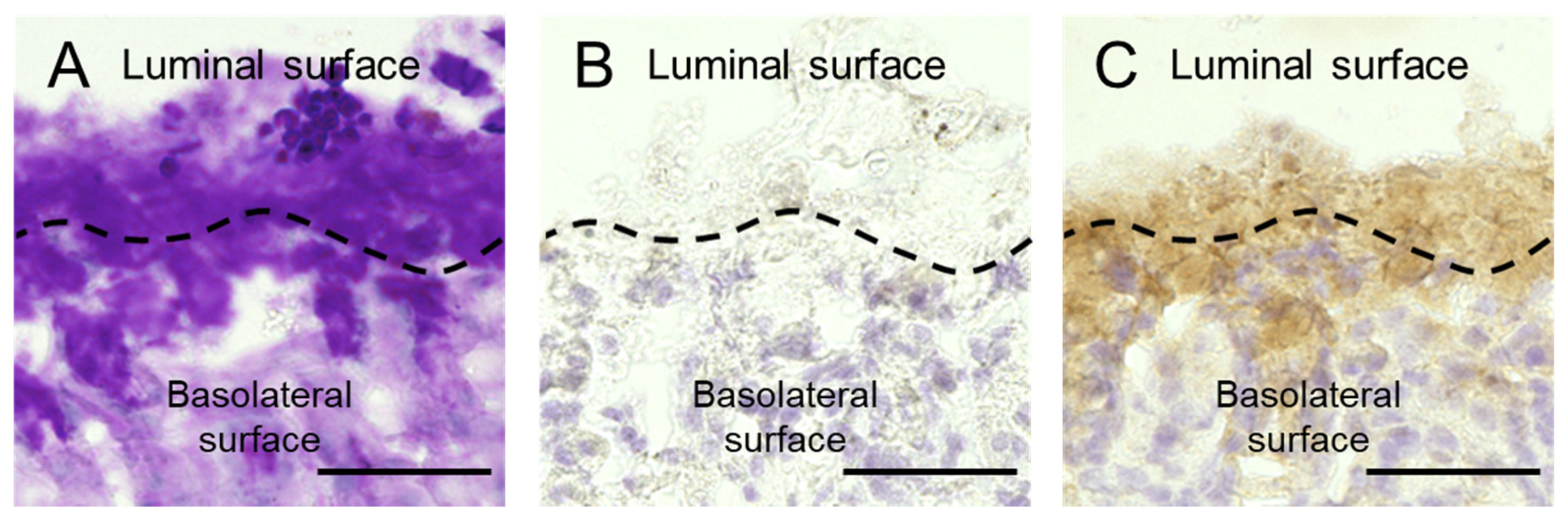 Ijms 21 02697 g006 Ijms 21 02697 g006