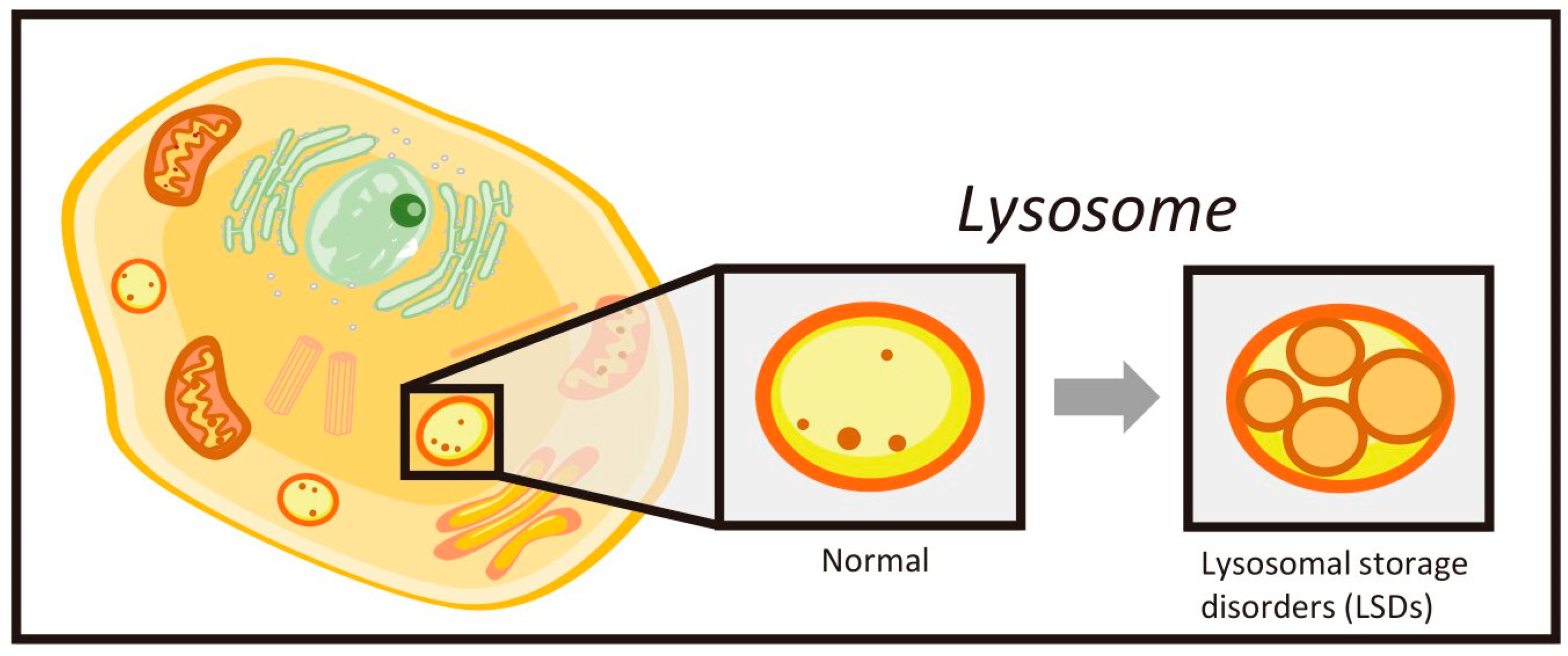 Ijms Free Full Text Biomarkers For Lysosomal Storage Disorders With An Emphasis On Mass