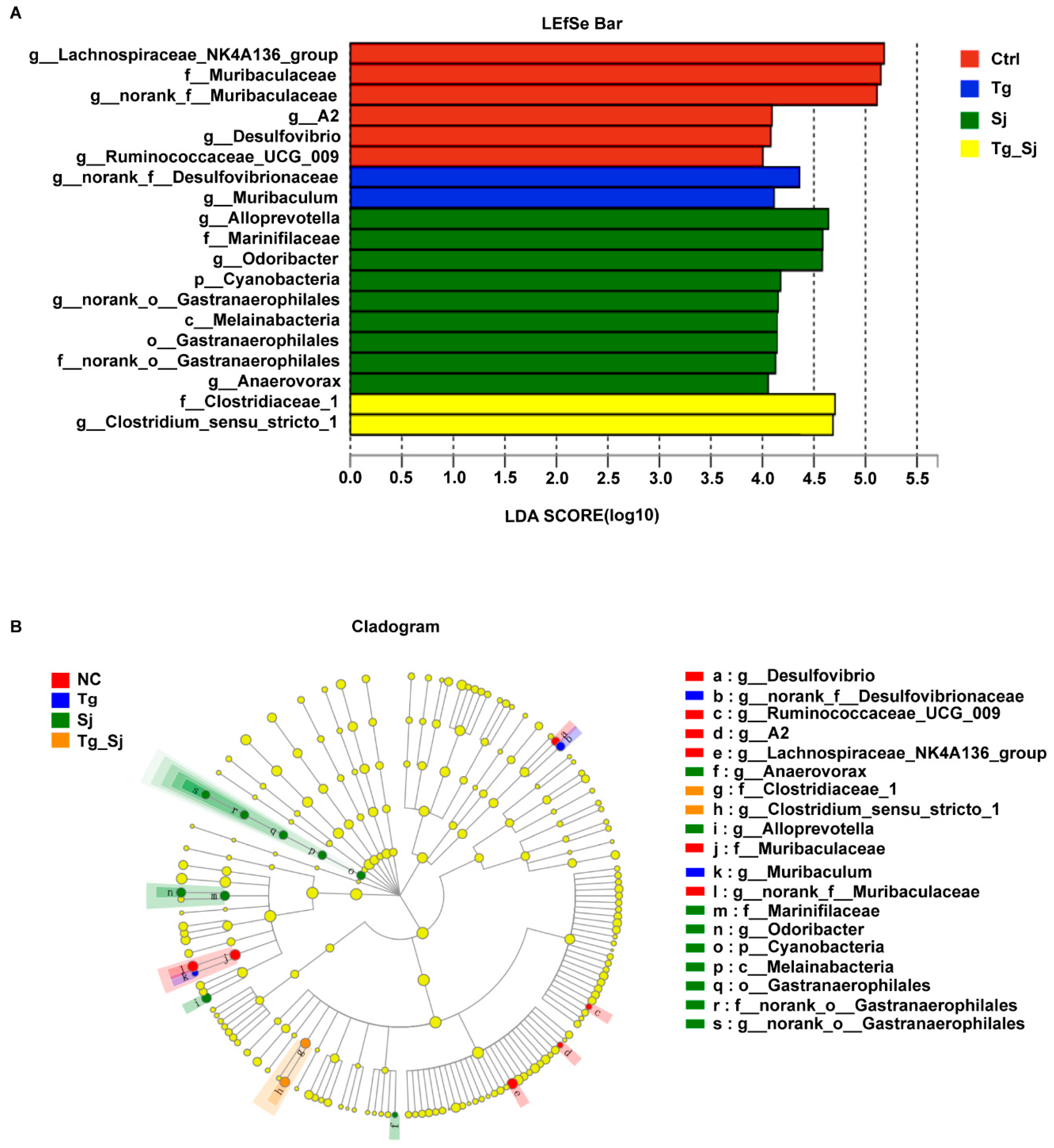 Ijms 21 02711 g006 Ijms 21 02711 g006