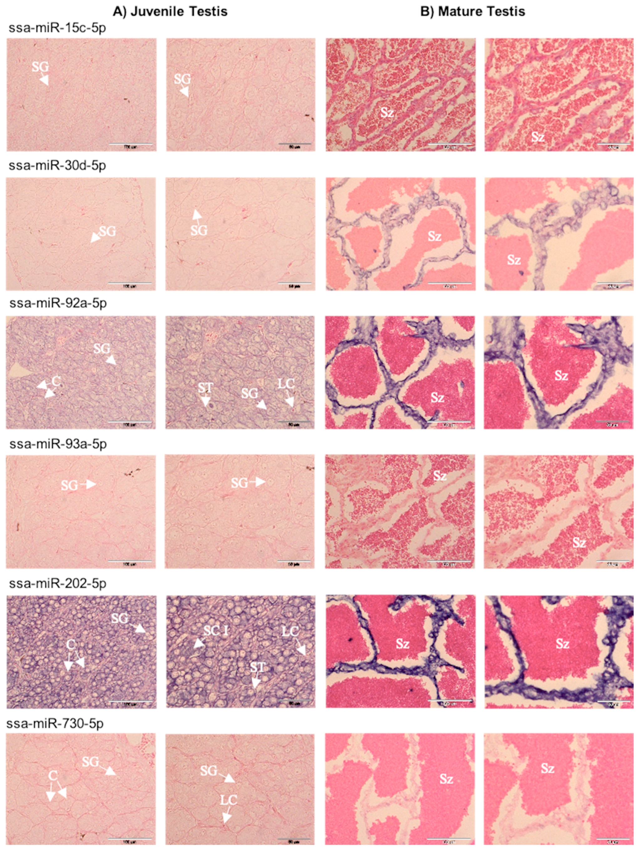 Ijms 21 02723 g005 Ijms 21 02723 g005