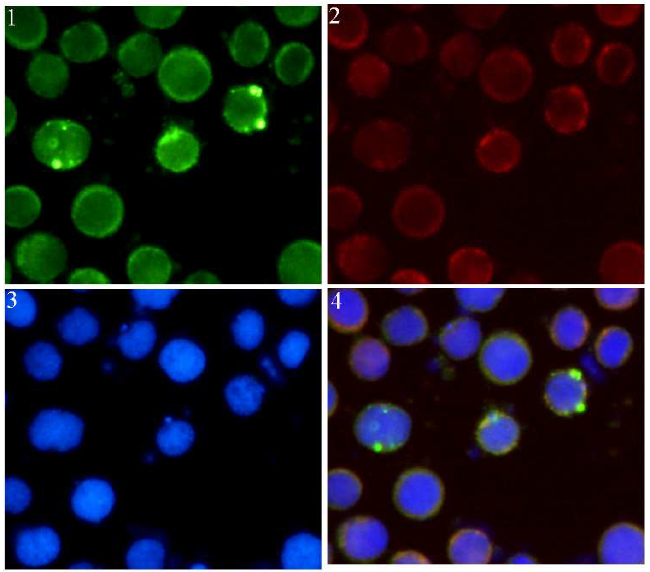 Ijms 21 02729 g005 Ijms 21 02729 g005