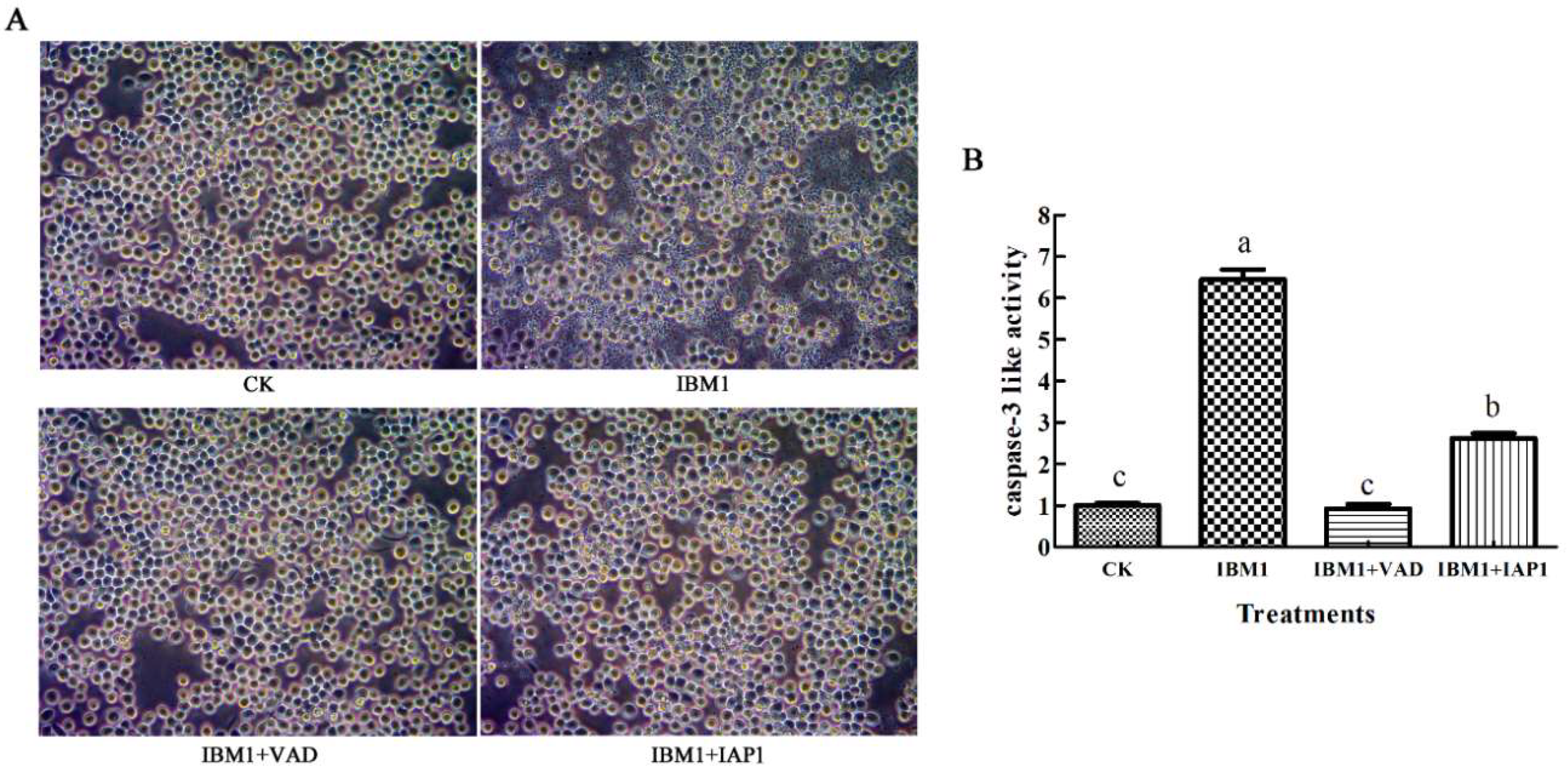 Ijms 21 02729 g006 Ijms 21 02729 g006