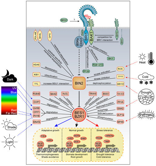 Untangling the respective effects of heteroatom-doped carbon