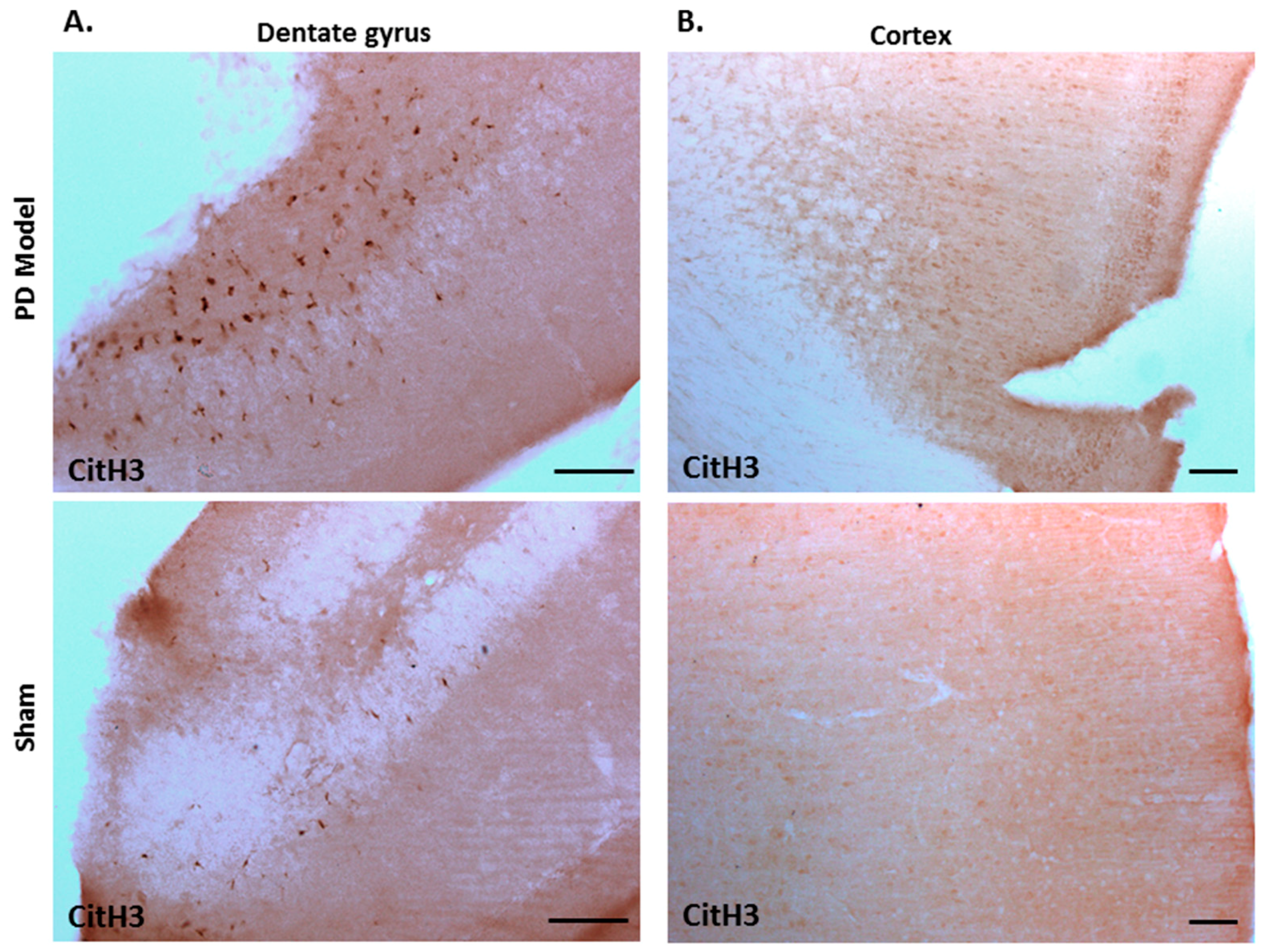 Ijms 21 02743 g009 Ijms 21 02743 g009