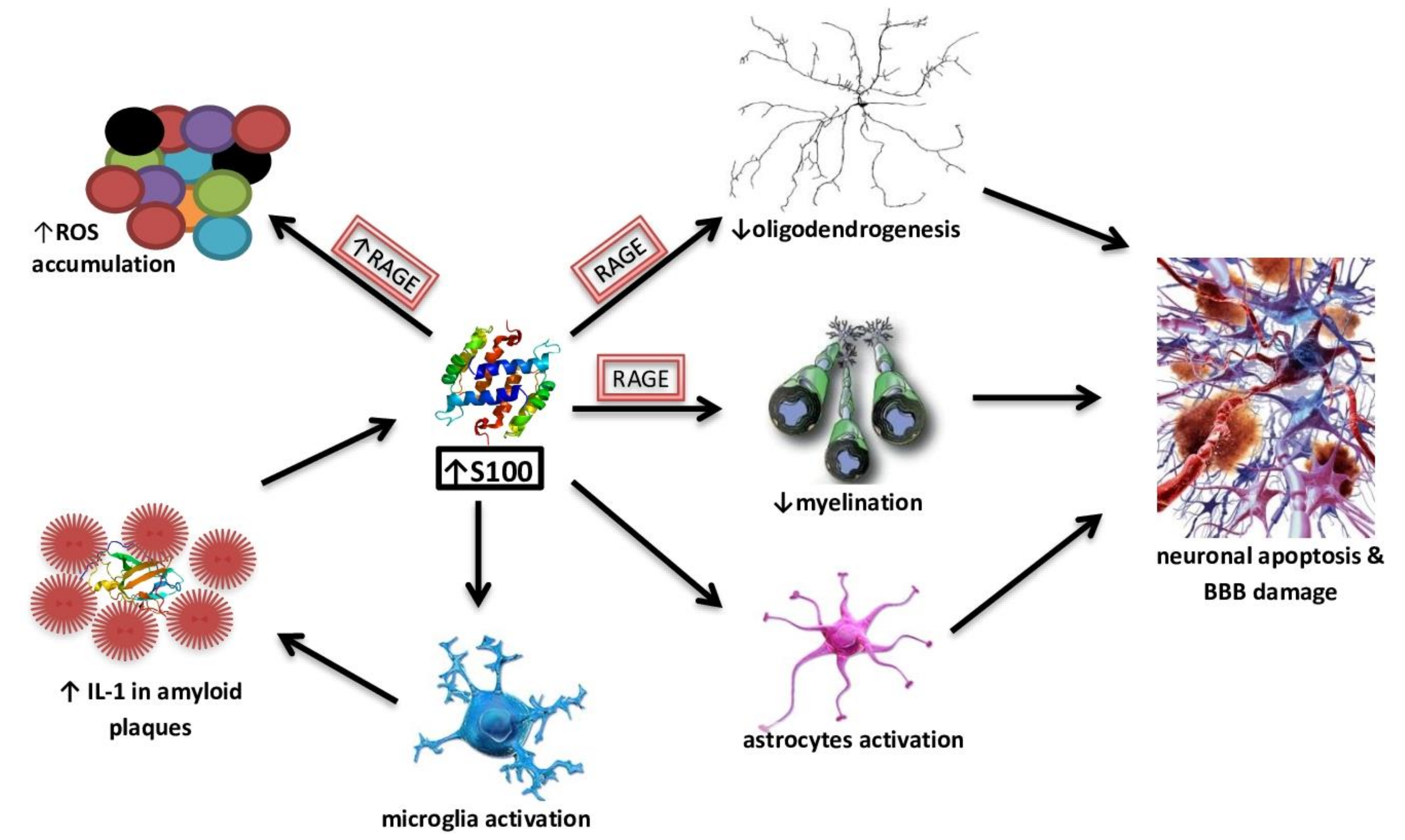 The Interplay between Diabetes and Alzheimer’s Disease—In the Hunt for ...