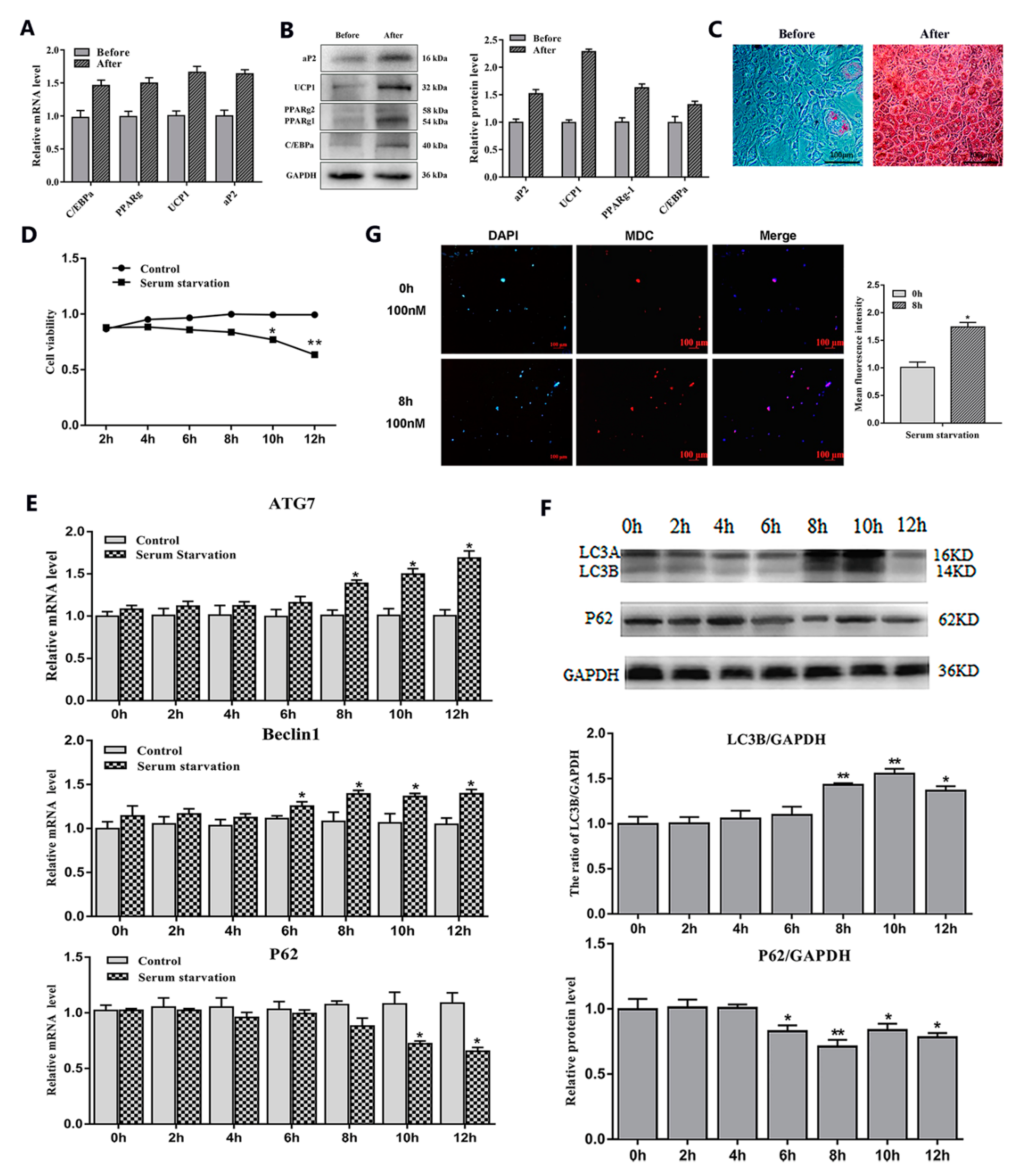 Ijms 21 02752 g001 Ijms 21 02752 g001