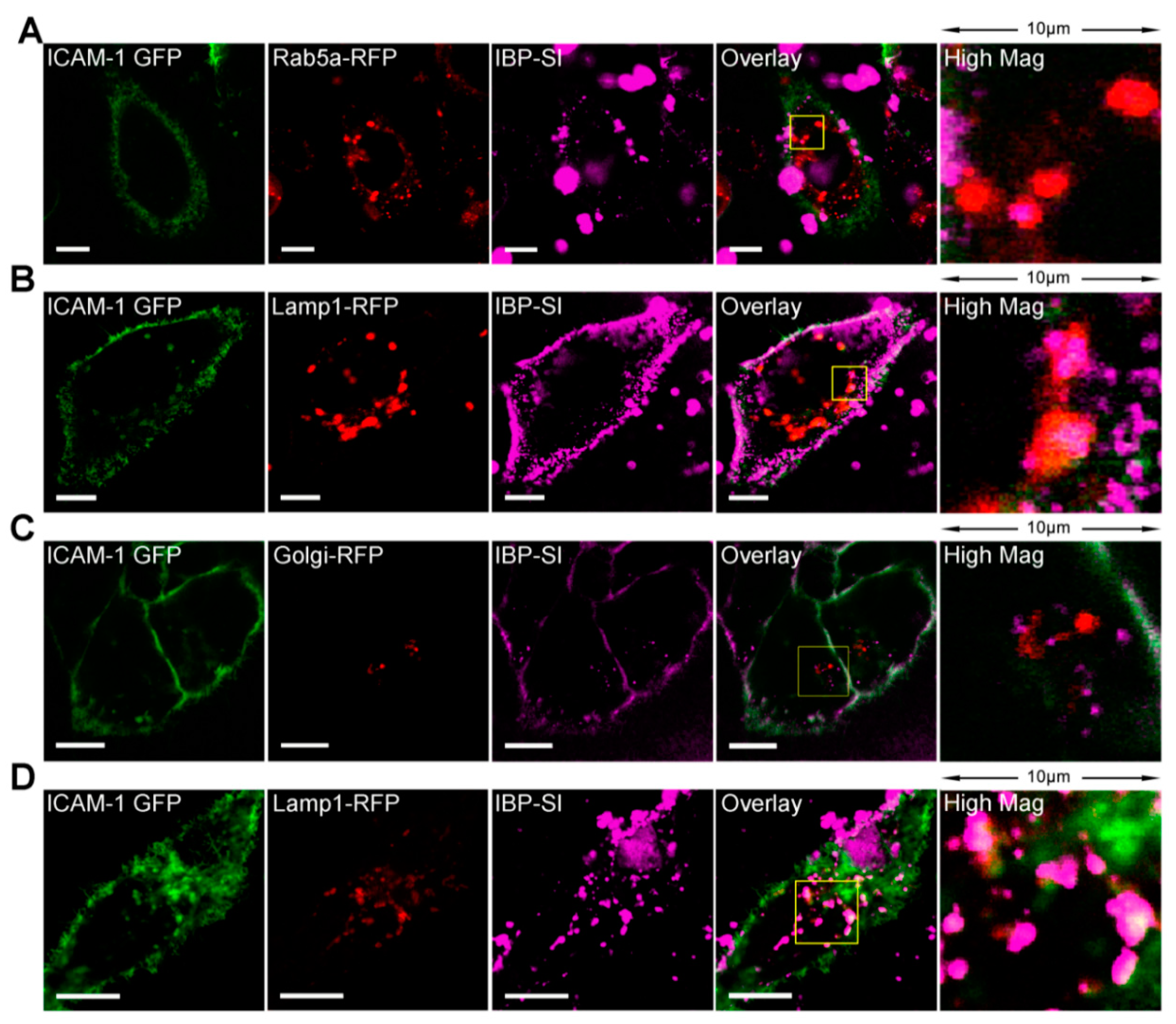 Ijms 21 02758 g004 Ijms 21 02758 g004