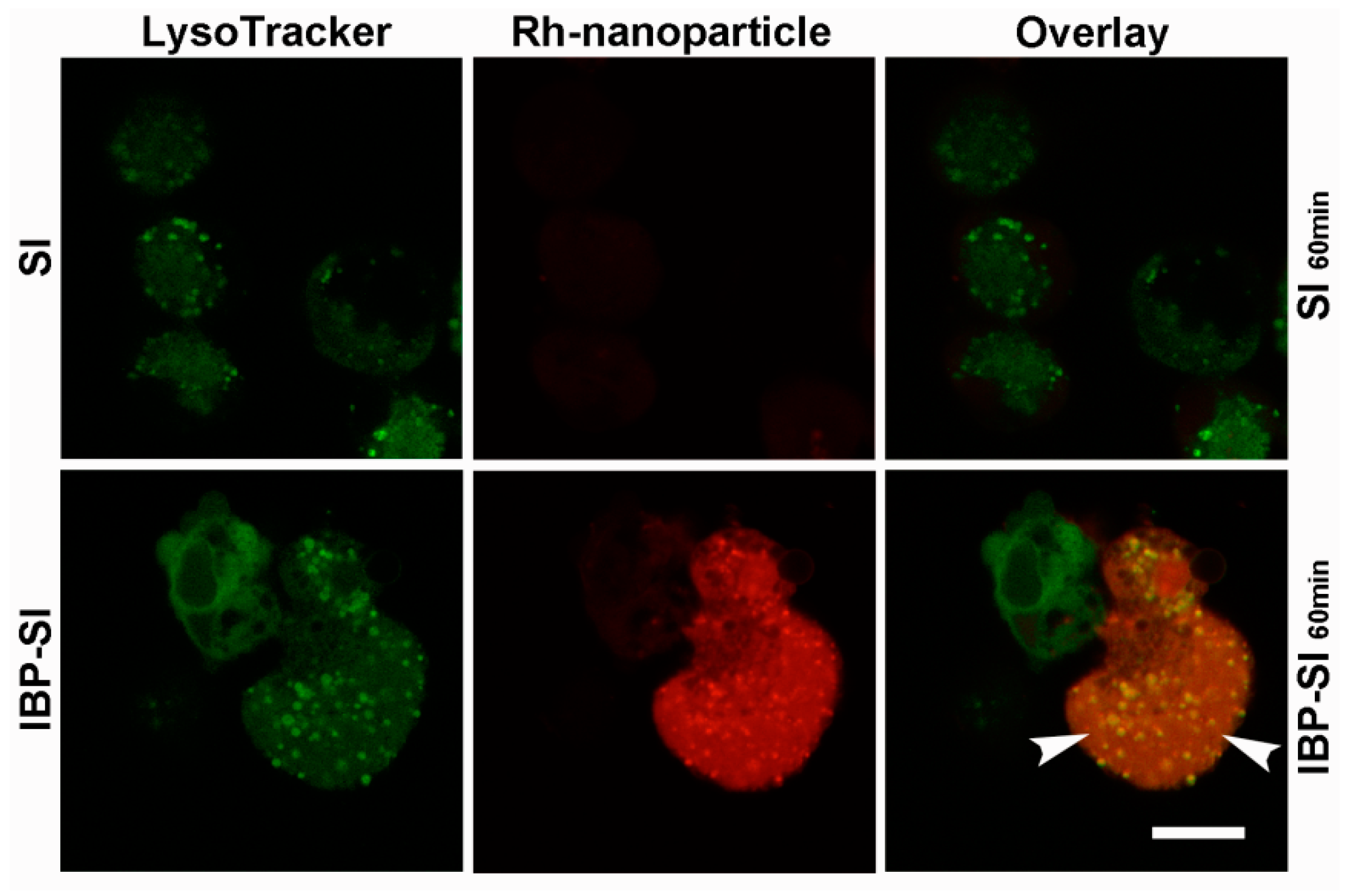 Ijms 21 02758 g0a4 Ijms 21 02758 g0a4