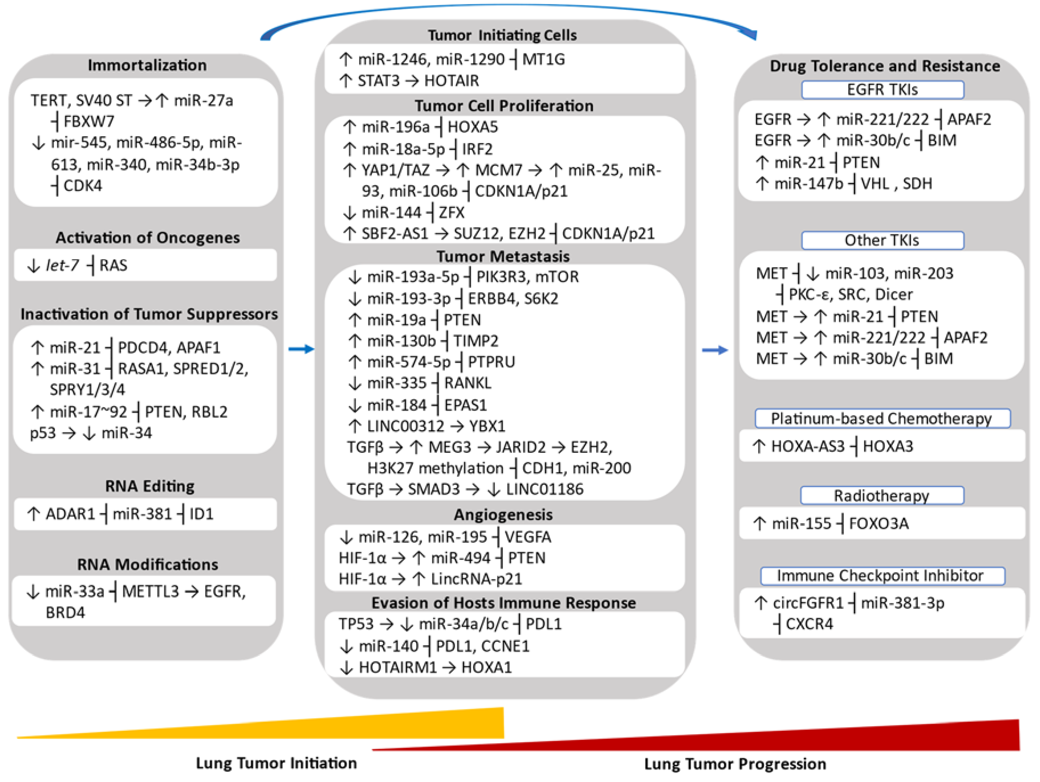 Non-Coding RNAs in Lung Tumor Initiation and Progression