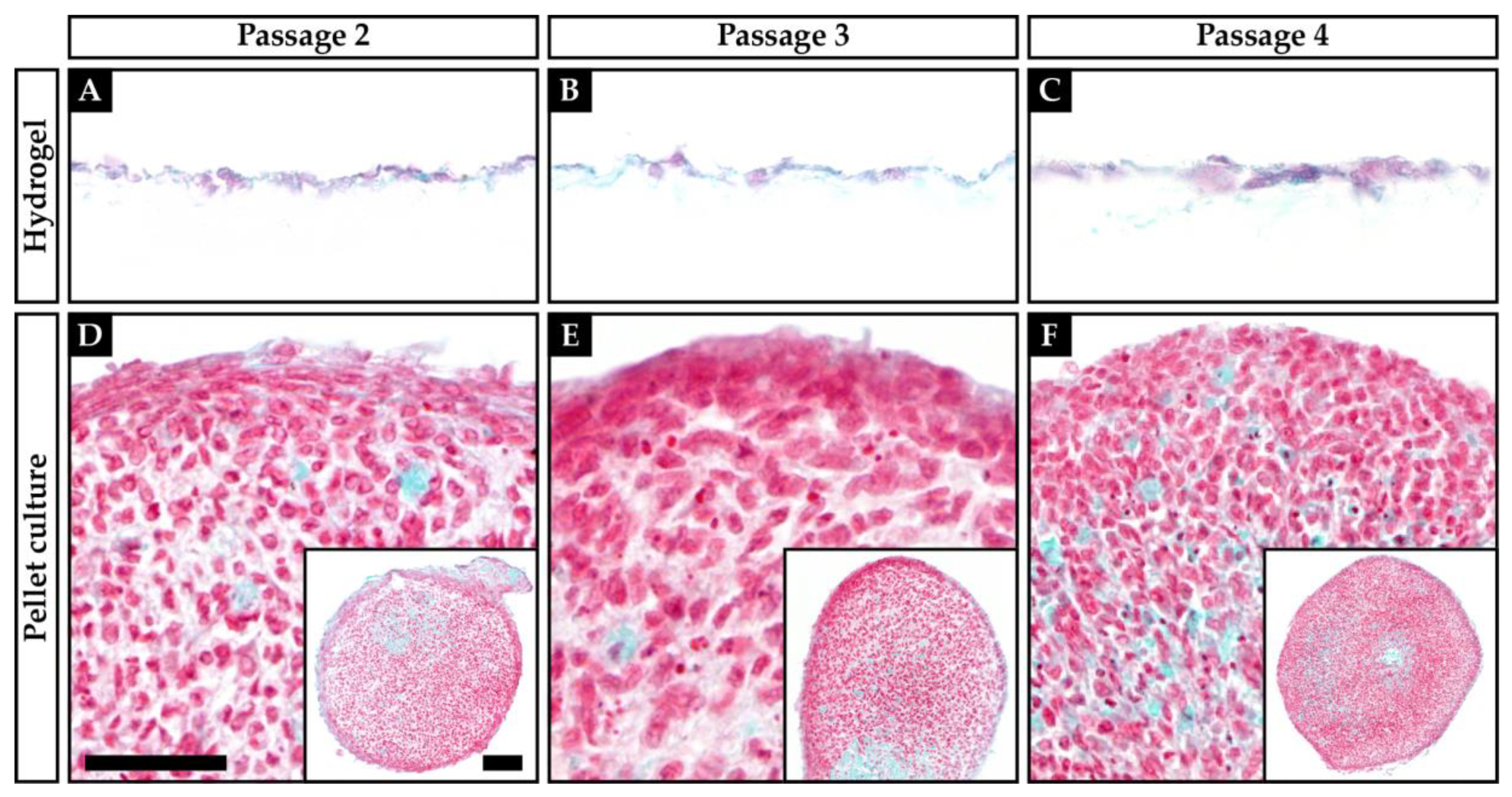 Ijms 21 02785 g002 Ijms 21 02785 g002