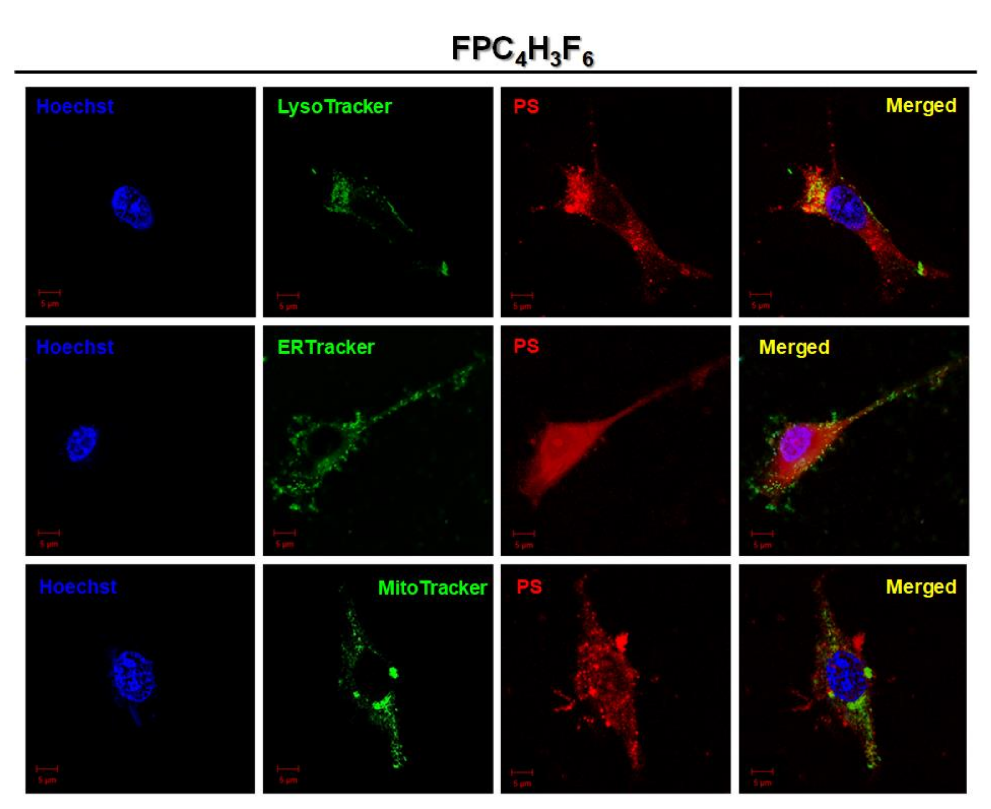 Ijms 21 02786 g005b Ijms 21 02786 g005b