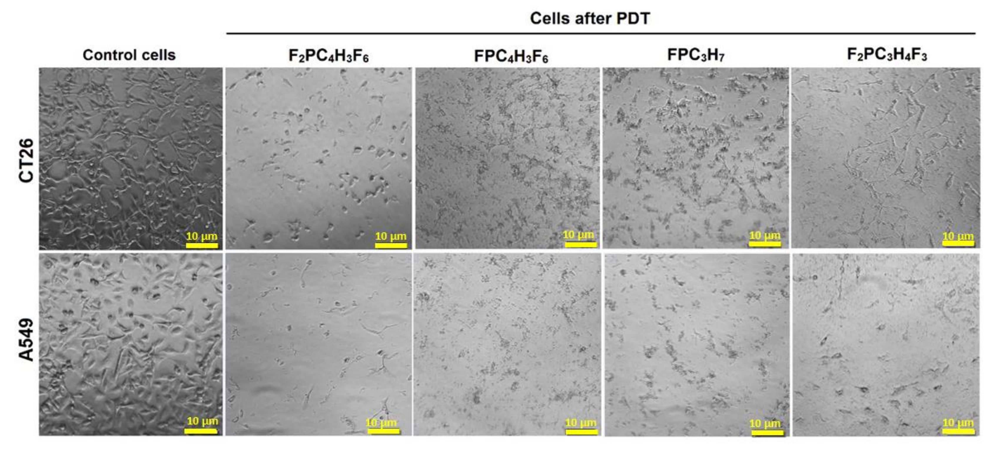 Ijms 21 02786 g009 Ijms 21 02786 g009