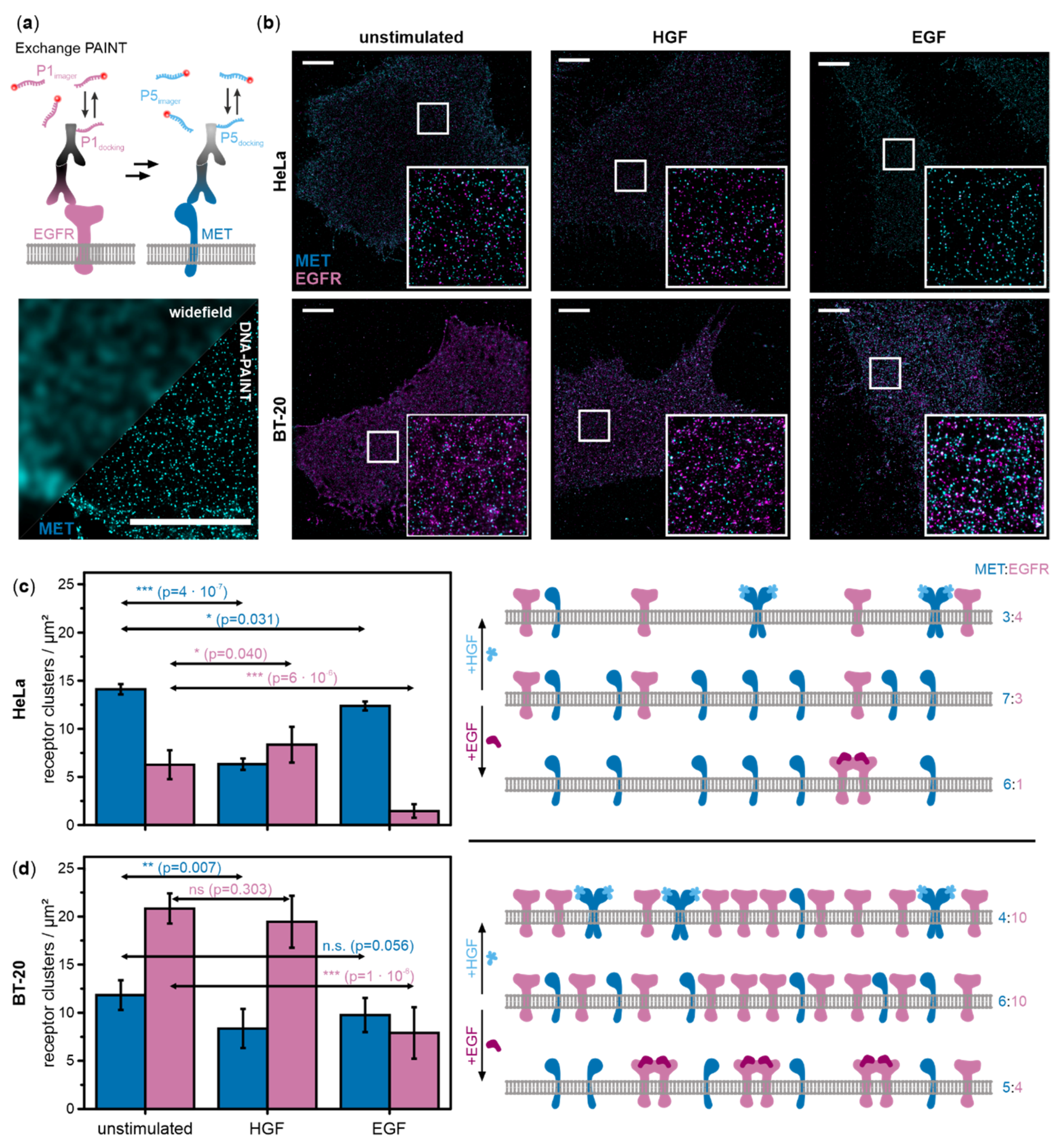 Ijms 21 02803 g001 Ijms 21 02803 g001