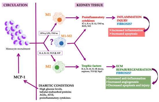 Macrophage Phenotype and Fibrosis in Diabetic Nephropathy Macrophage Phenotype and Fibrosis in Diabetic Nephropathy