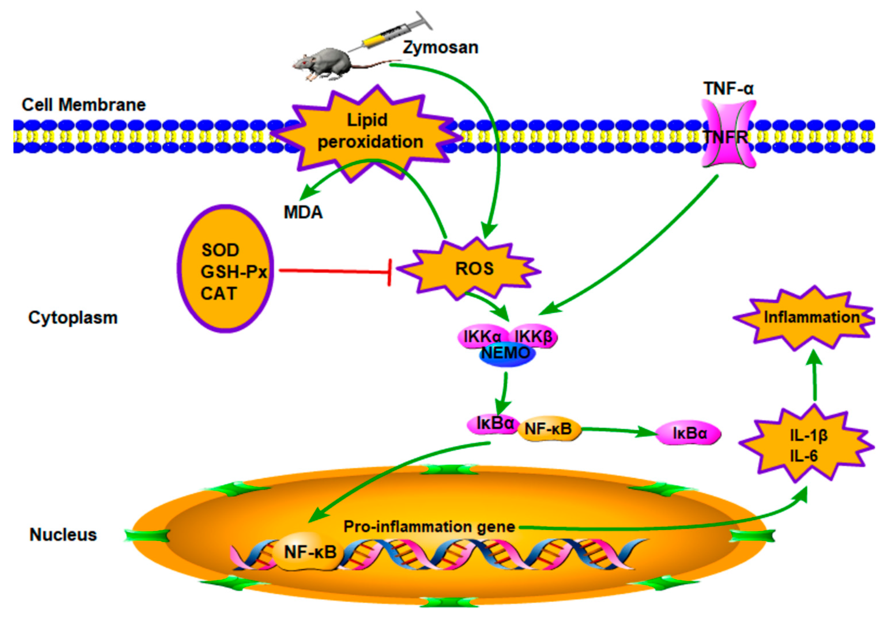 Ijms 21 02810 g007 Ijms 21 02810 g007