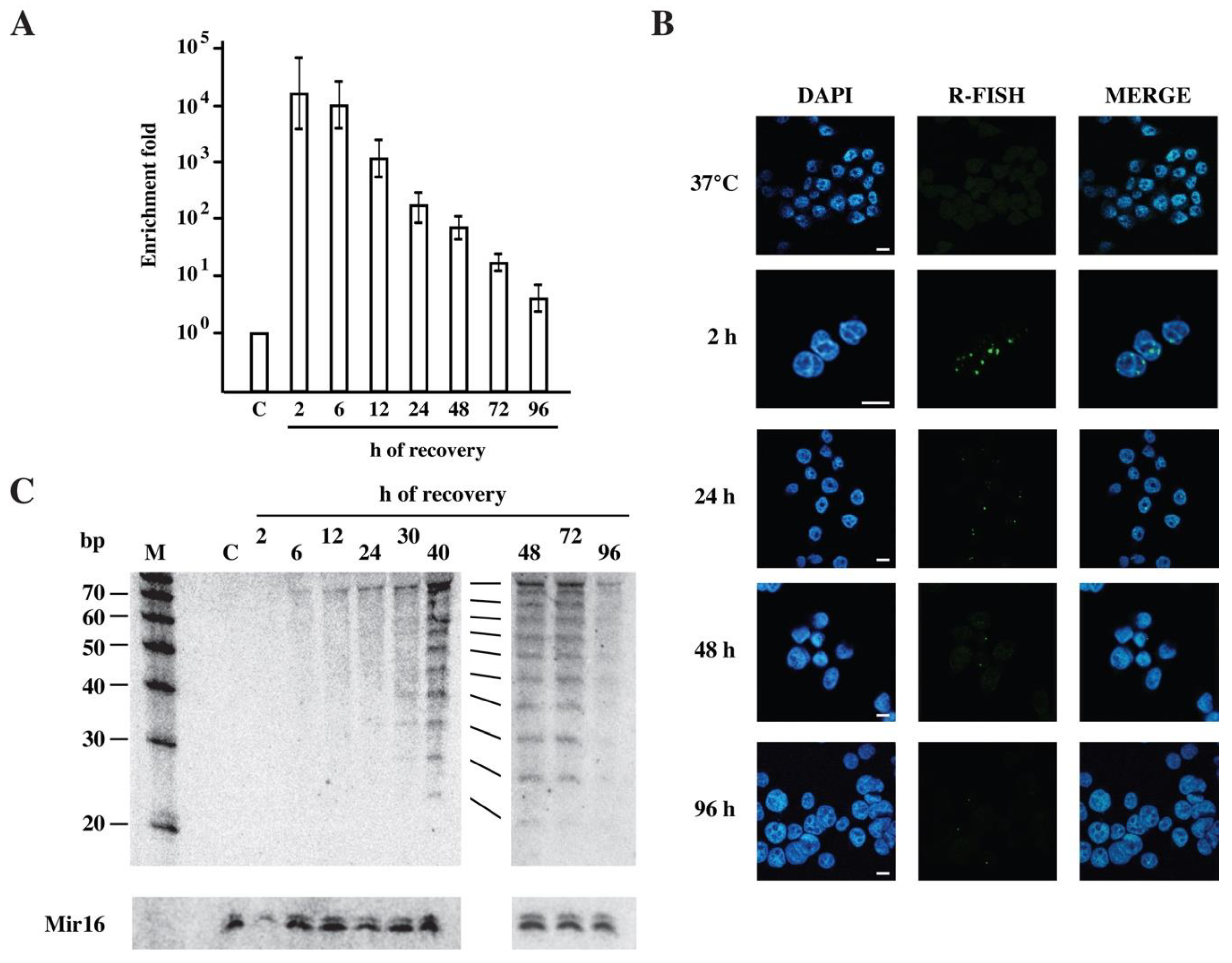 Heat Shock Affects Mitotic Segregation of Human ... Biology Diagrams