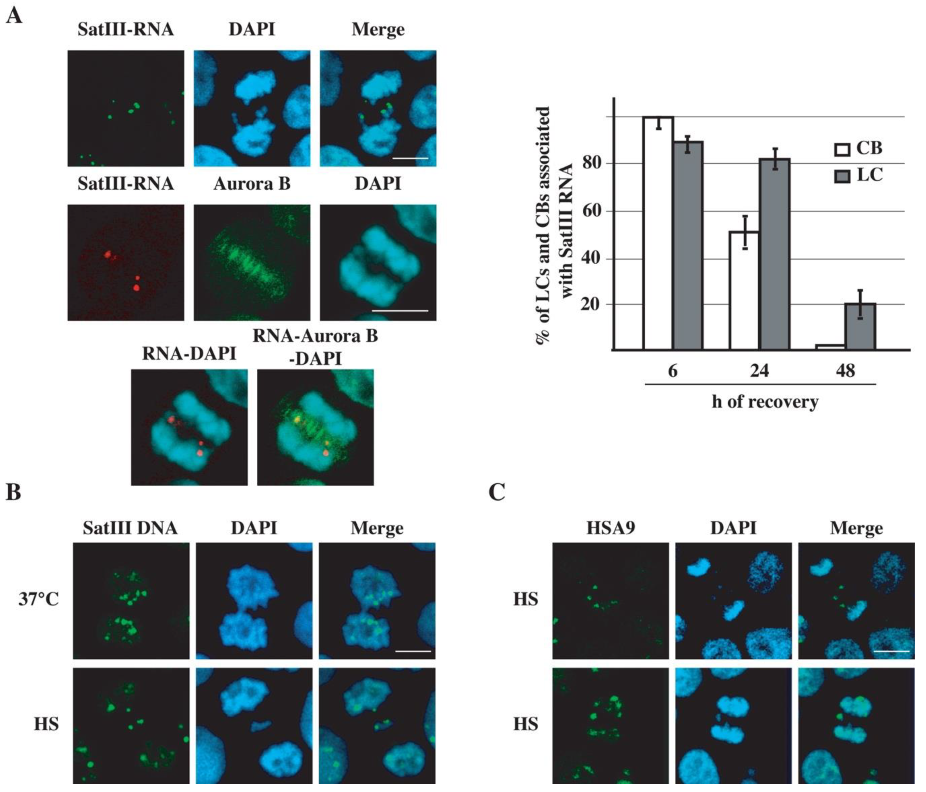 Heat Shock Affects Mitotic Segregation of Human Biology Diagrams