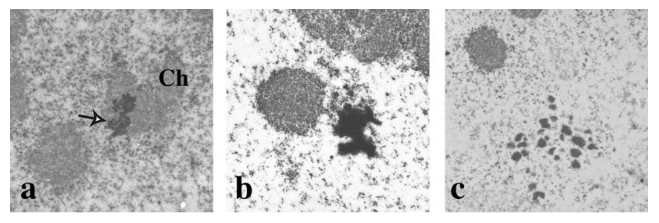 Heat Shock Affects Mitotic Segregation of Human ... Biology Diagrams