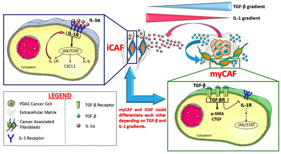 Pancreatic Cancer Molecular Classifications: From Bulk Genomics to ...
