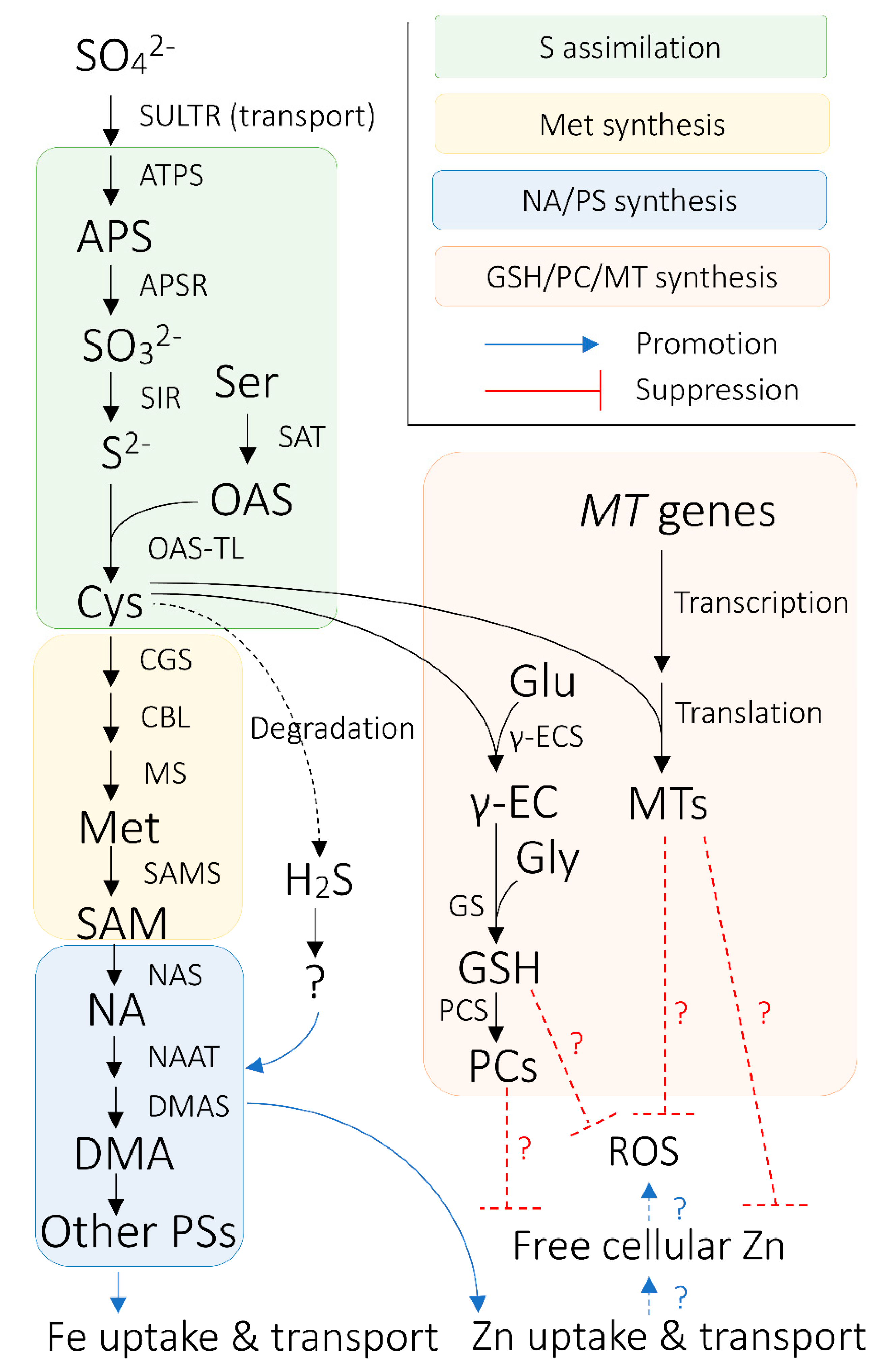 Ijms 21 02827 g001 Ijms 21 02827 g001